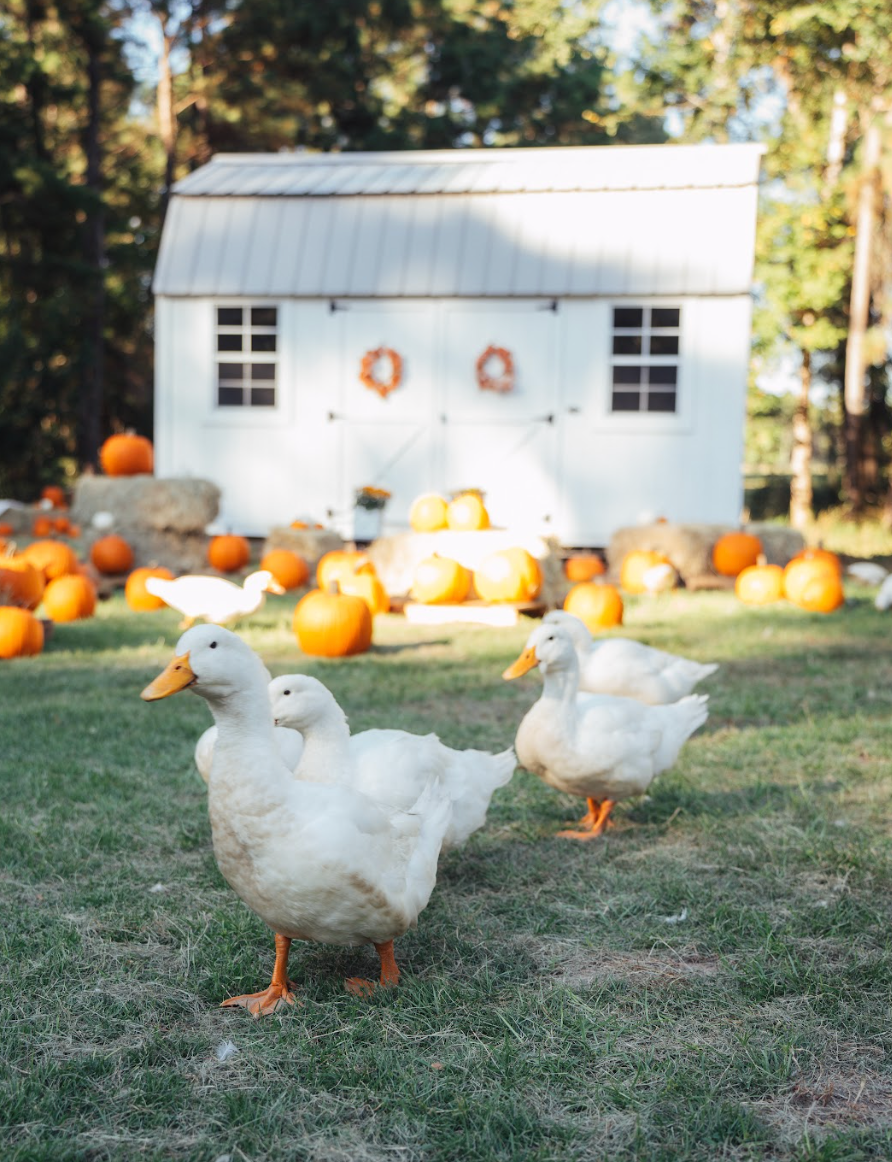 Three white ducks walk on grass near a white shed decorated with wreaths and surrounded by orange pumpkins in autumn.