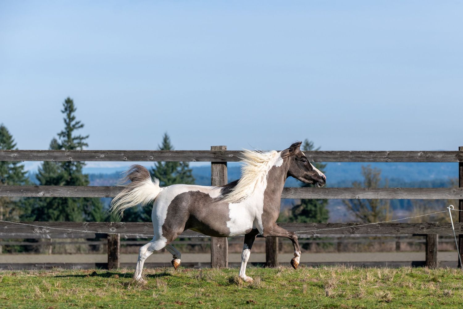 A white and gray pinto horse gallops freely in a green paddock with wooden fencing and blue sky.