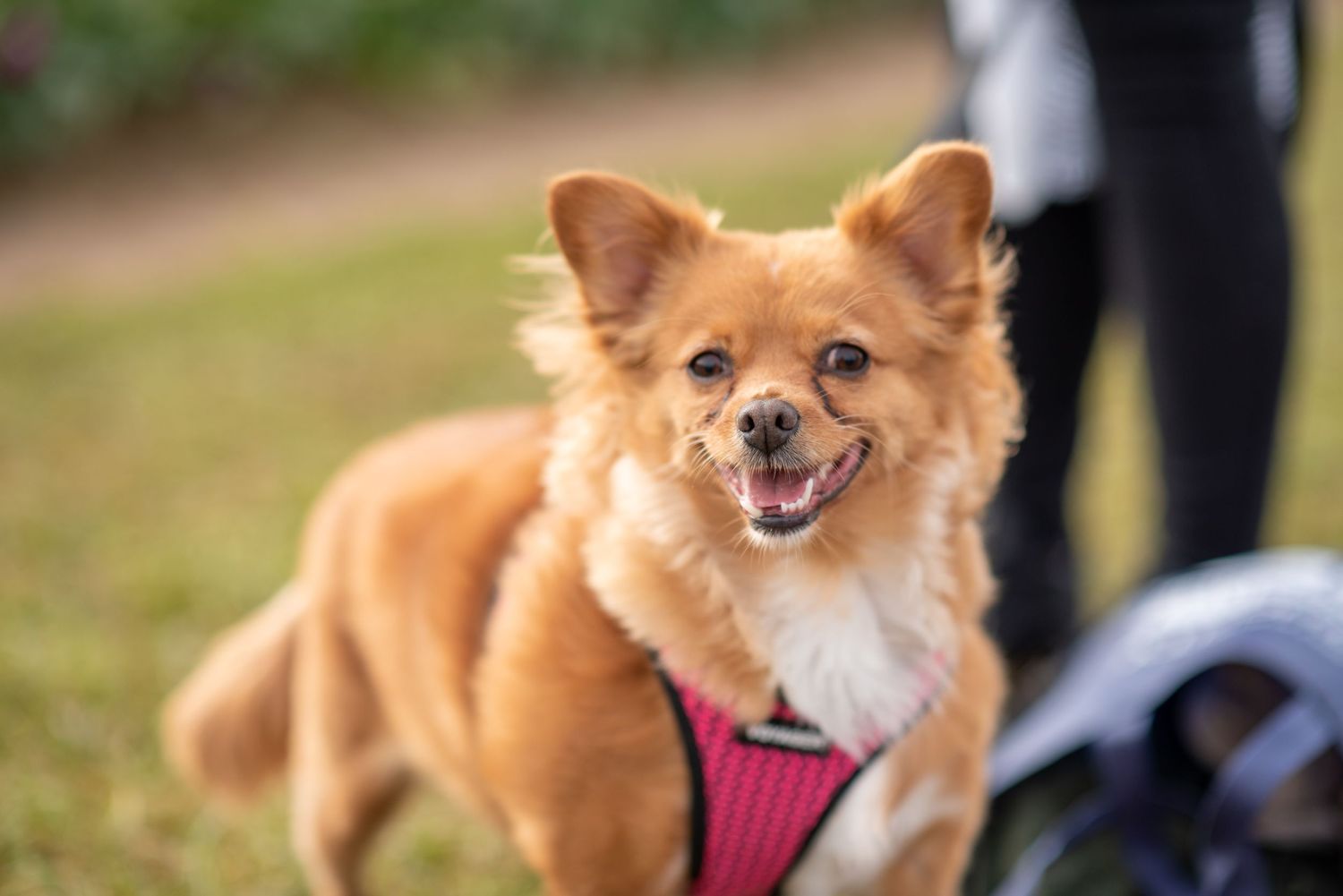 Small orange and white dog wearing a red harness poses in a flower field.