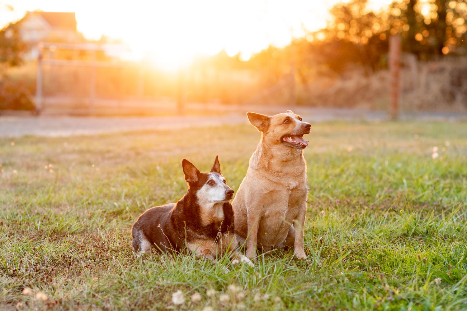 Two dogs sitting together on green grass in a glowing golden sunset in a rural yard.