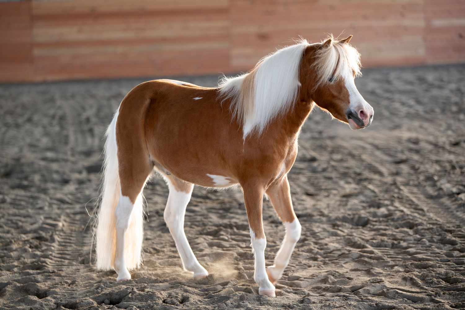 A small chestnut and white pinto pony trots gracefully in a sandy arena with wooden wall backdrop.