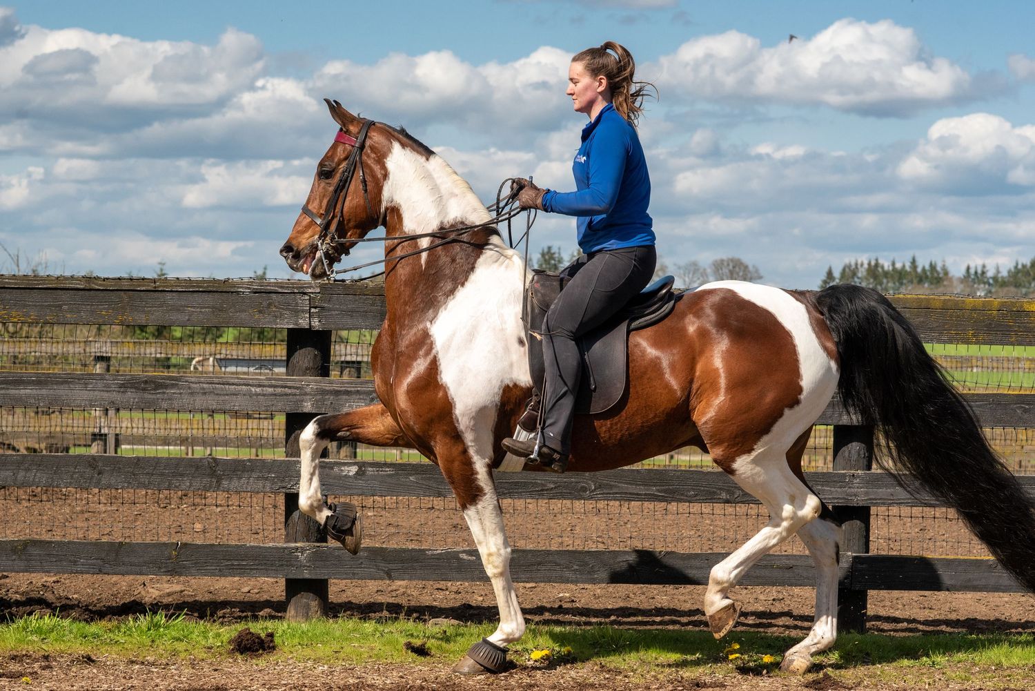 A woman in a blue shirt rides a brown and white paint horse in an outdoor riding arena.