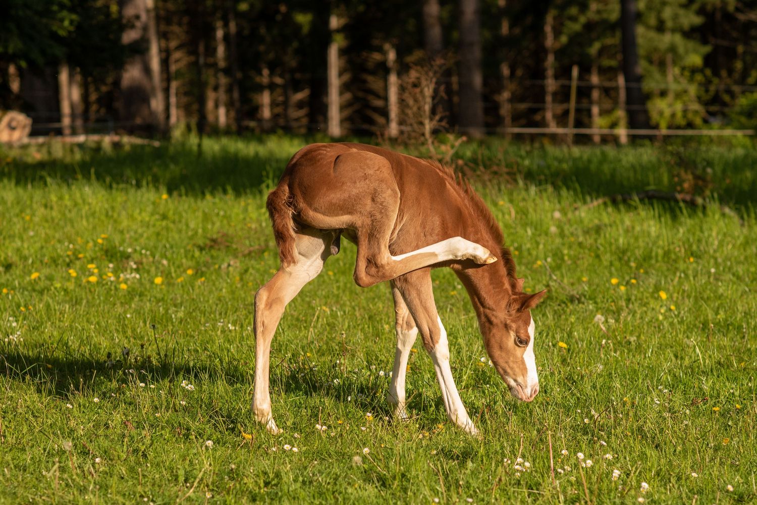 A young brown foal grazes on bright green grass dotted with small yellow wildflowers.