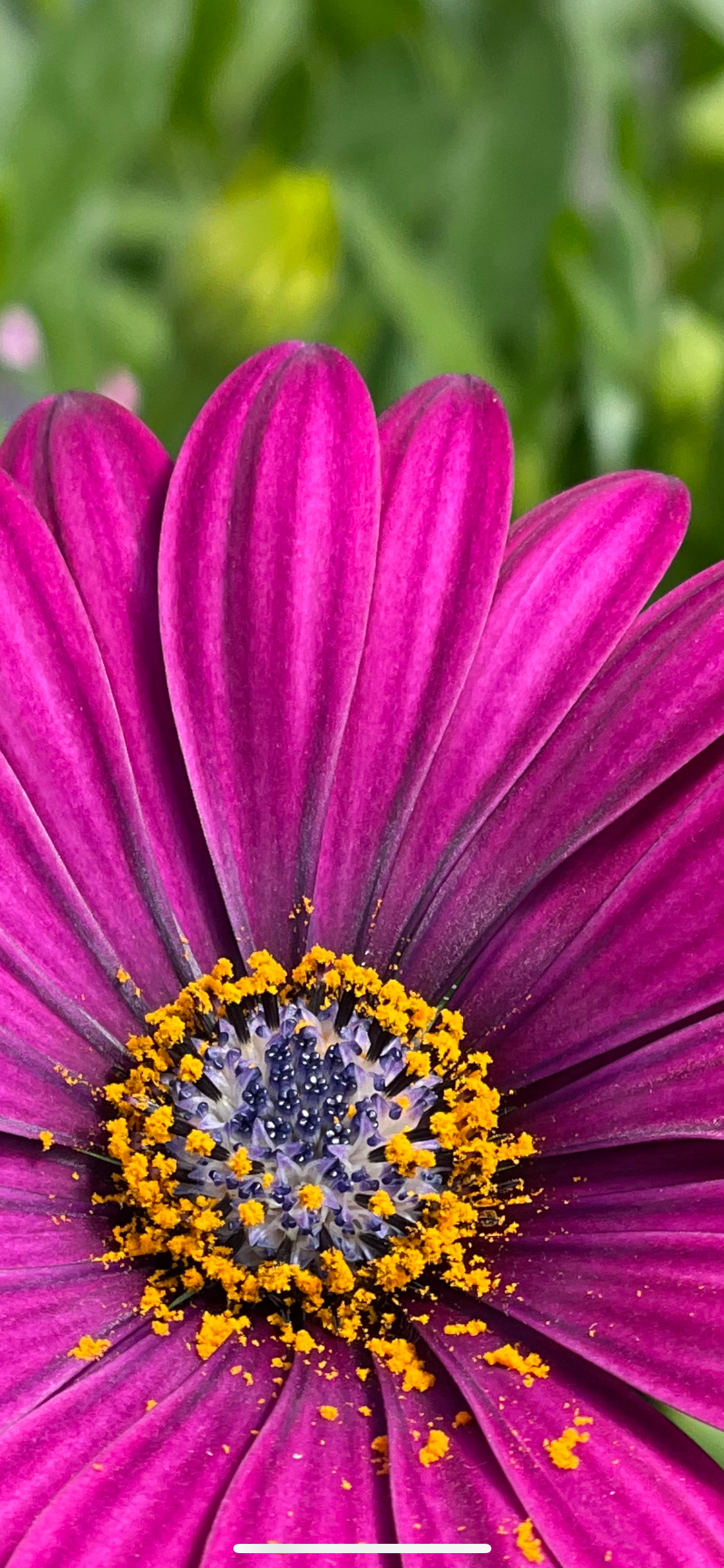 Close-up macro photo of vibrant purple African daisy flower with yellow pollen center on green background.