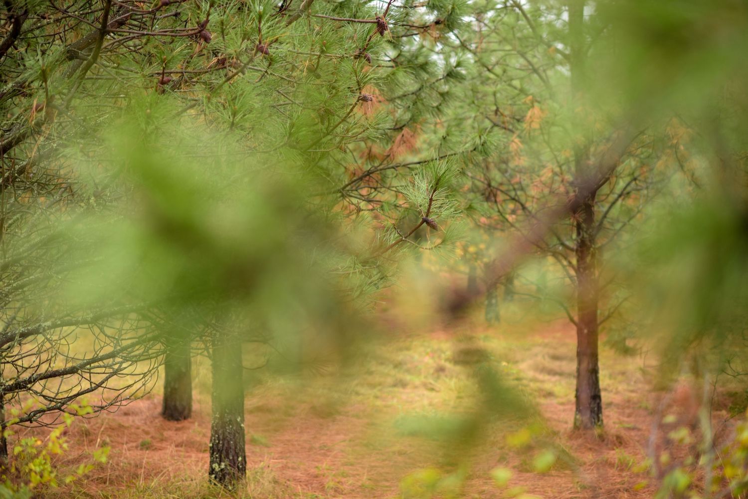 Serene forest path with green pine trees and natural lighting.