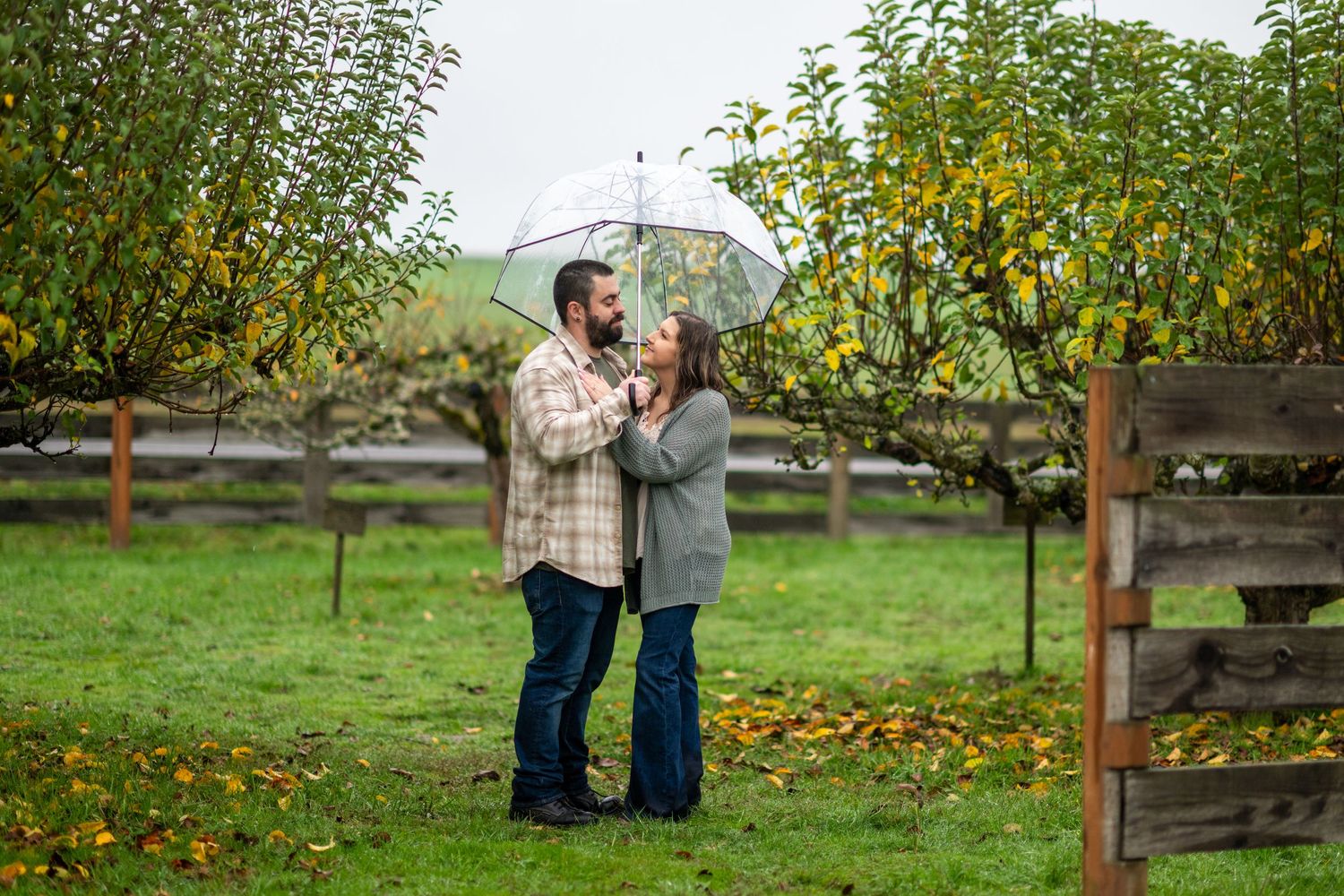 Romantic couple embracing under a clear umbrella in an apple orchard during a rainy fall engagement shoot.