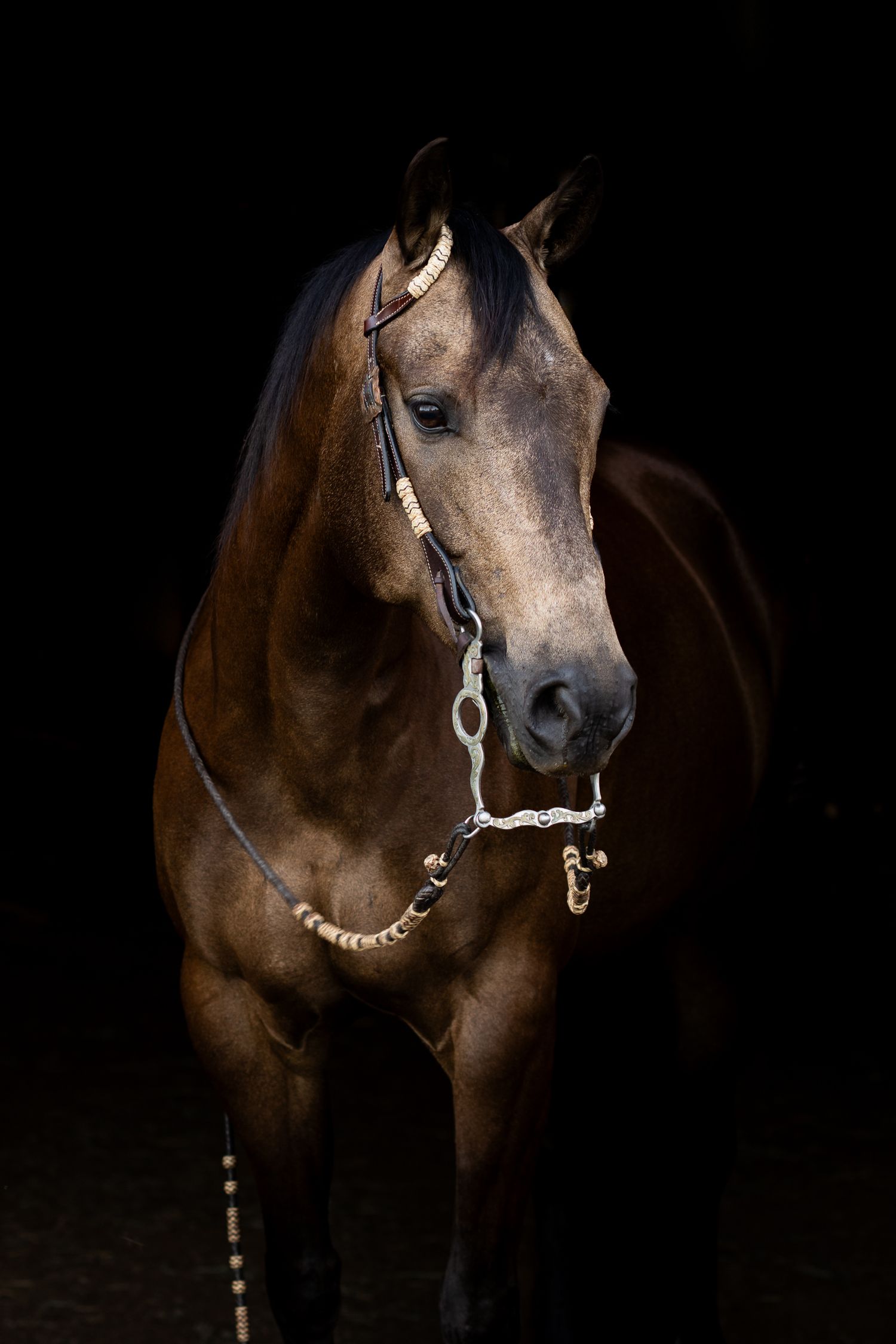 A majestic bay horse wearing a decorative bridle poses against a dramatic black background.