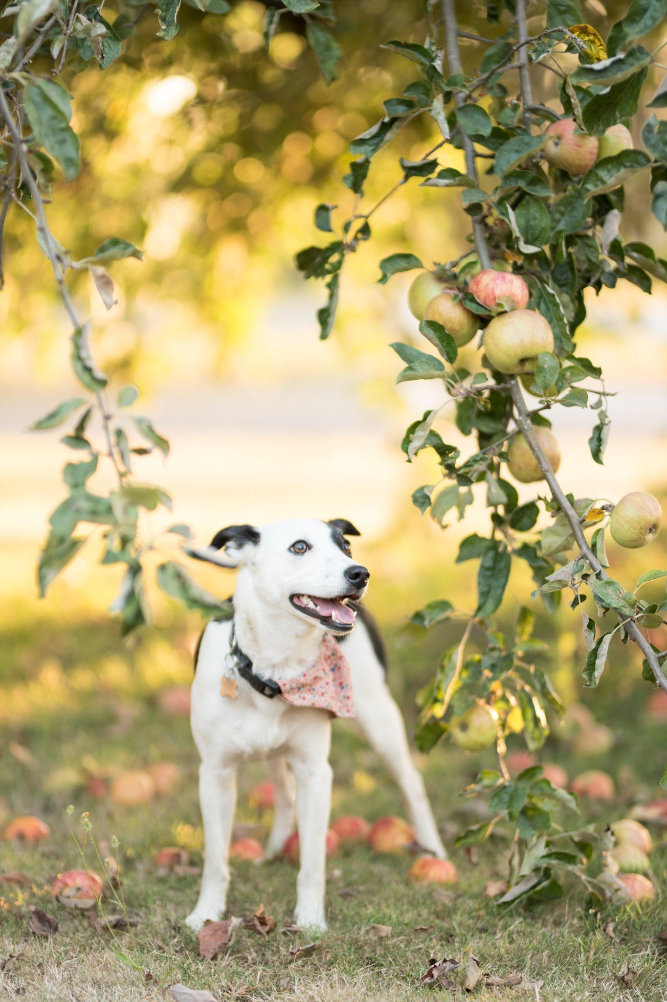 White and black dog wearing pink bandana stands under apple tree branches in golden autumn orchard.