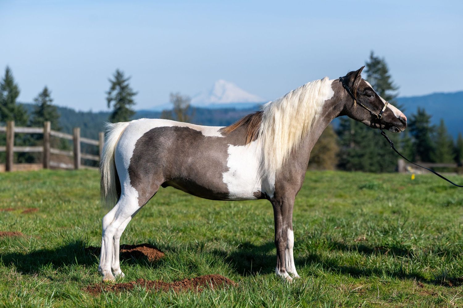 Gray and white paint miniature horse standing on grass with mountain view.