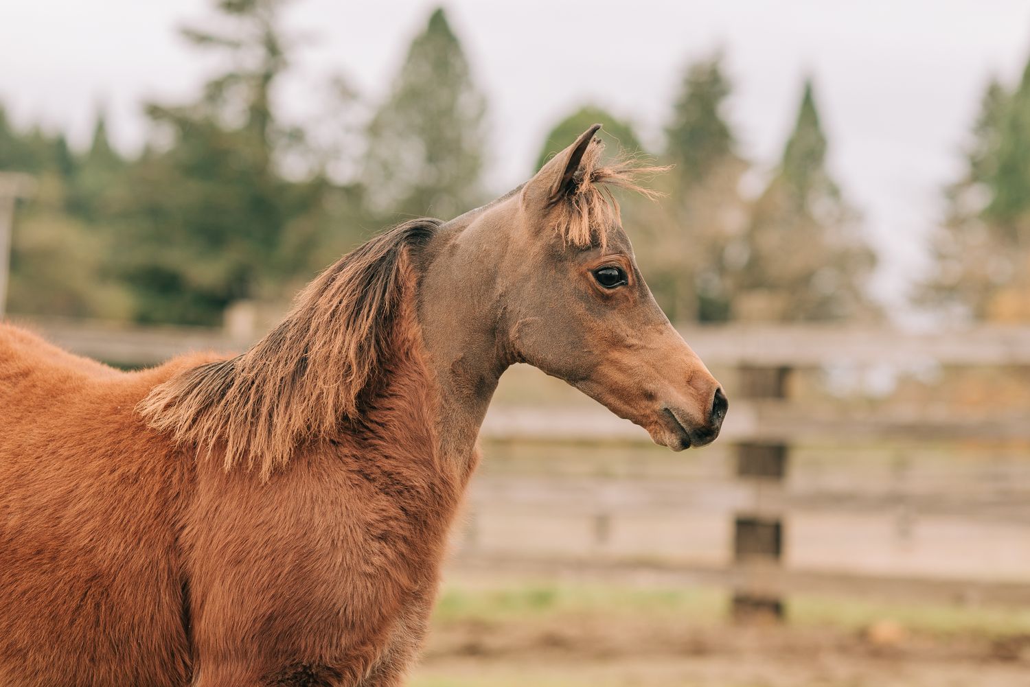 Young chestnut foal with windswept mane standing in profile near a wooden fence in soft natural light.