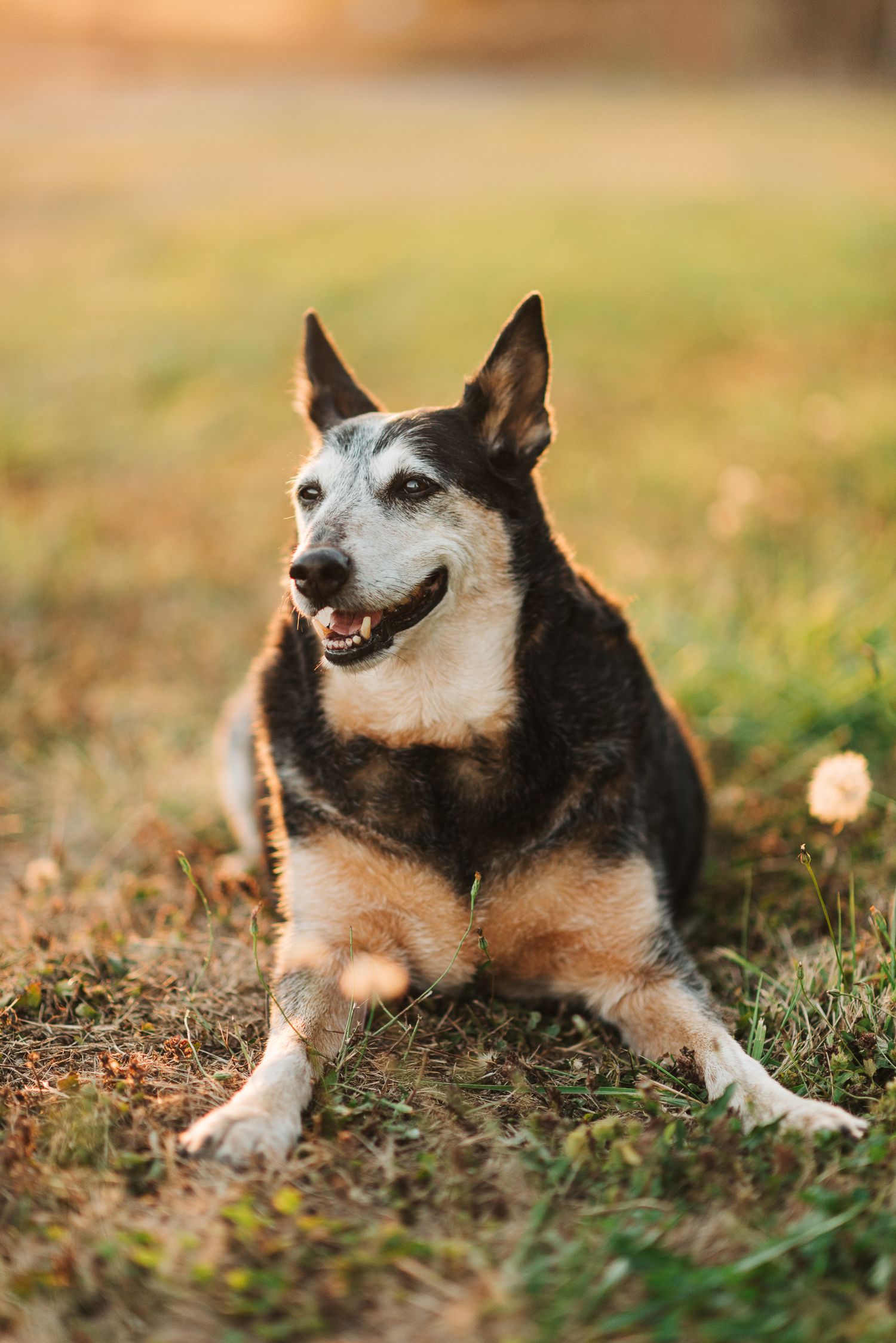 Older black and tan mixed breed dog resting on grass in warm sunset light with mouth open.