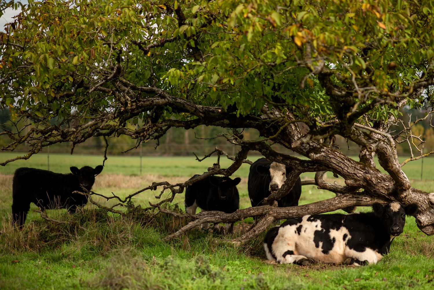Black and white cows rest under a twisted tree branch in a pastoral field setting.