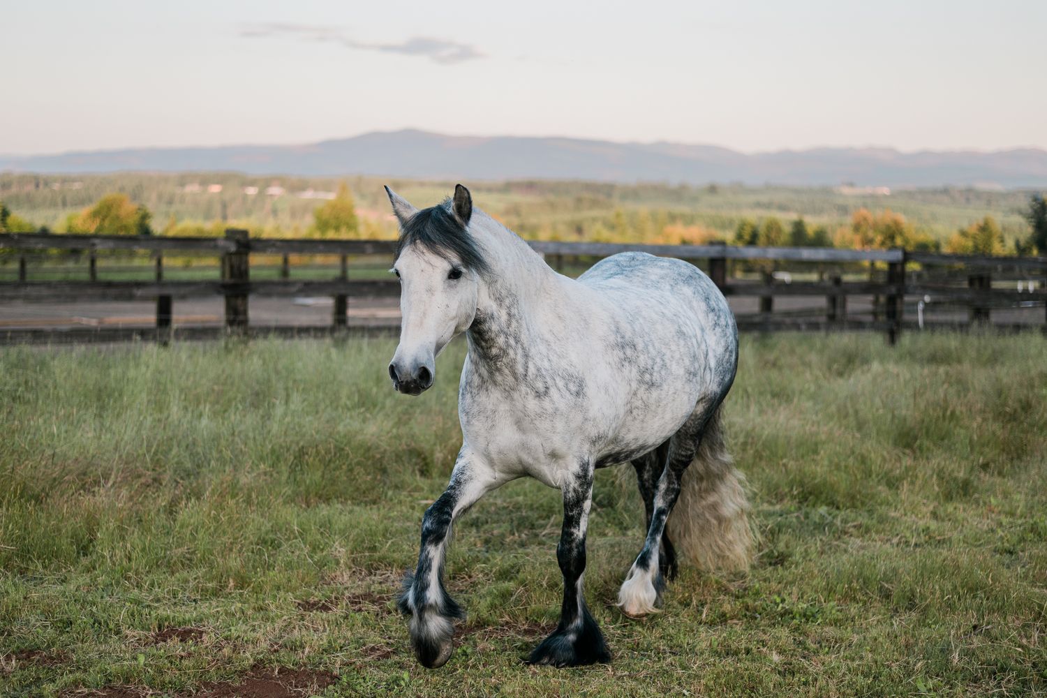 White dapple gray horse trotting freely in a fenced pasture with mountains visible in the background at dusk.