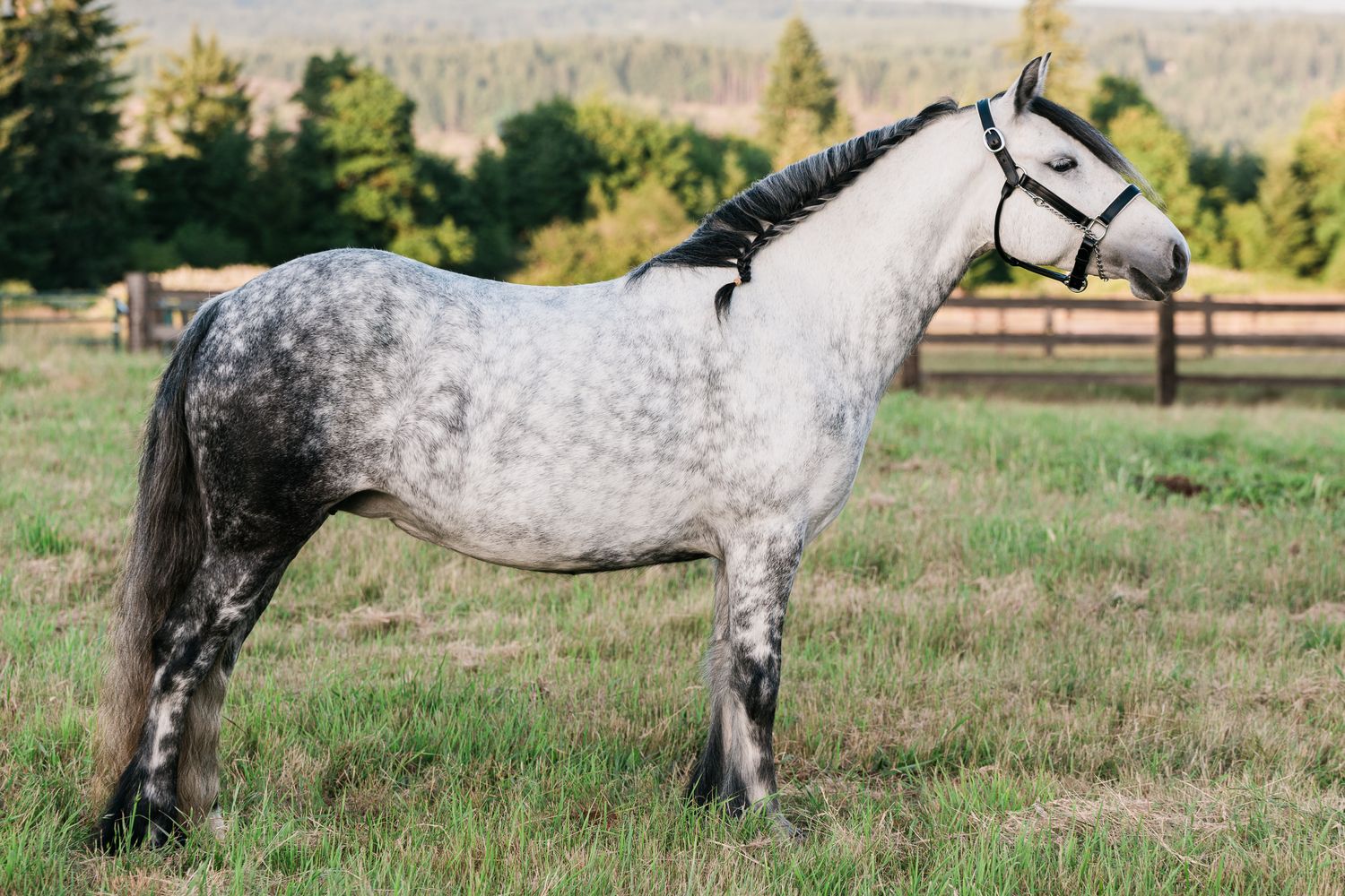 Dapple gray horse standing in a green pasture wearing a black halter with wooden fence and trees in background.