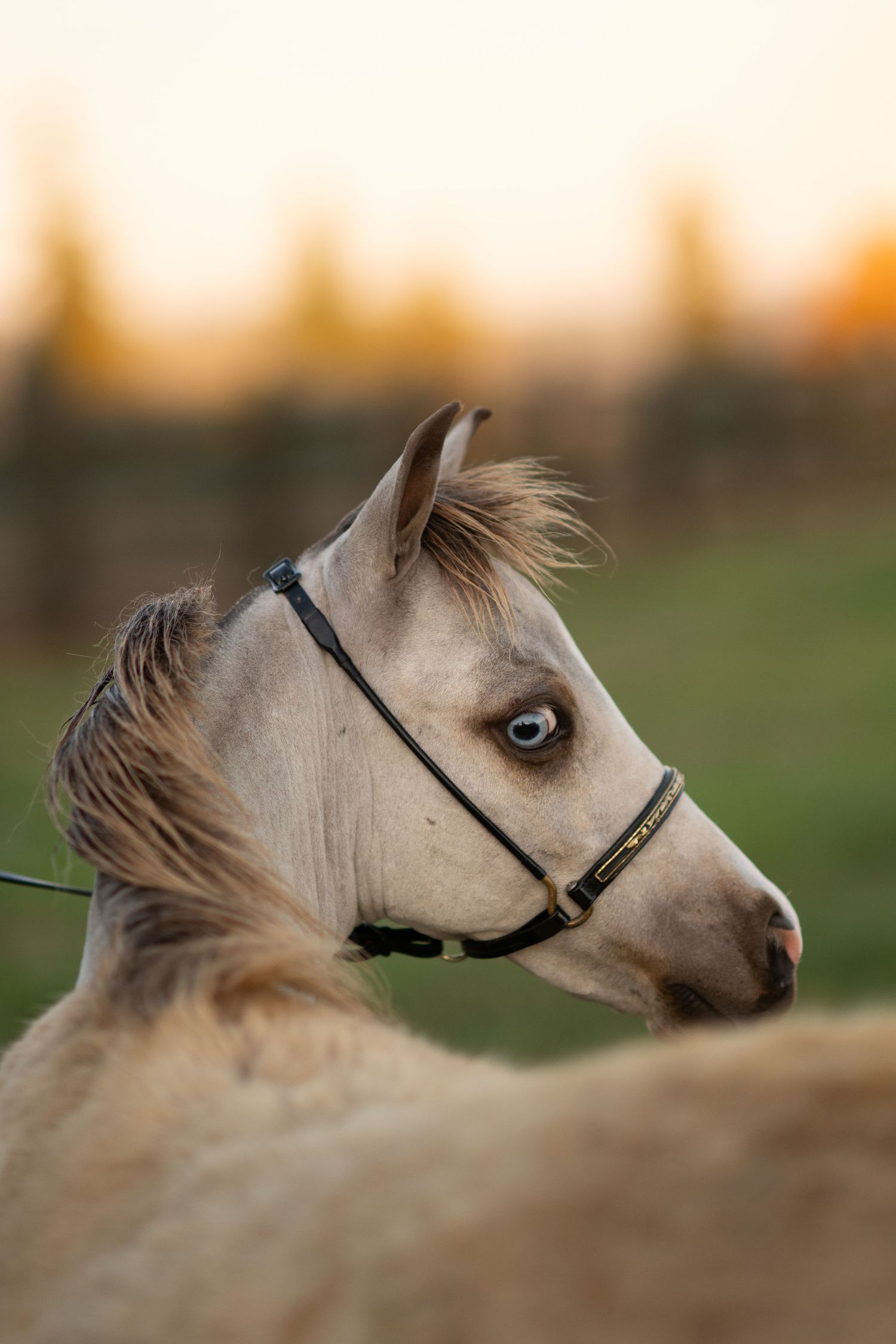 Close-up of a palomino miniature horse with blue eye wearing a halter at sunset.