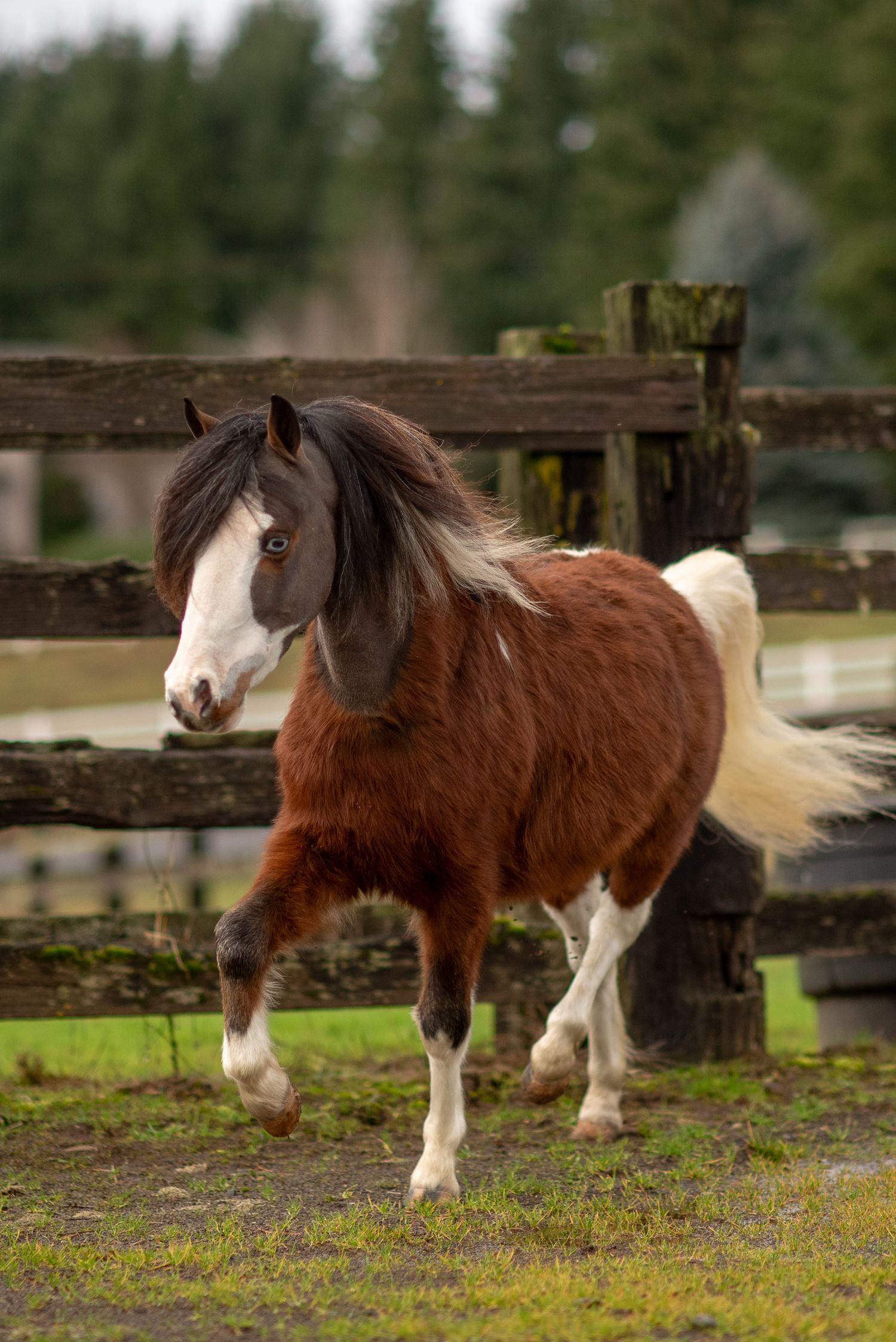 Chestnut and white pinto pony with flowing mane trotting in a paddock with rustic wooden fence.