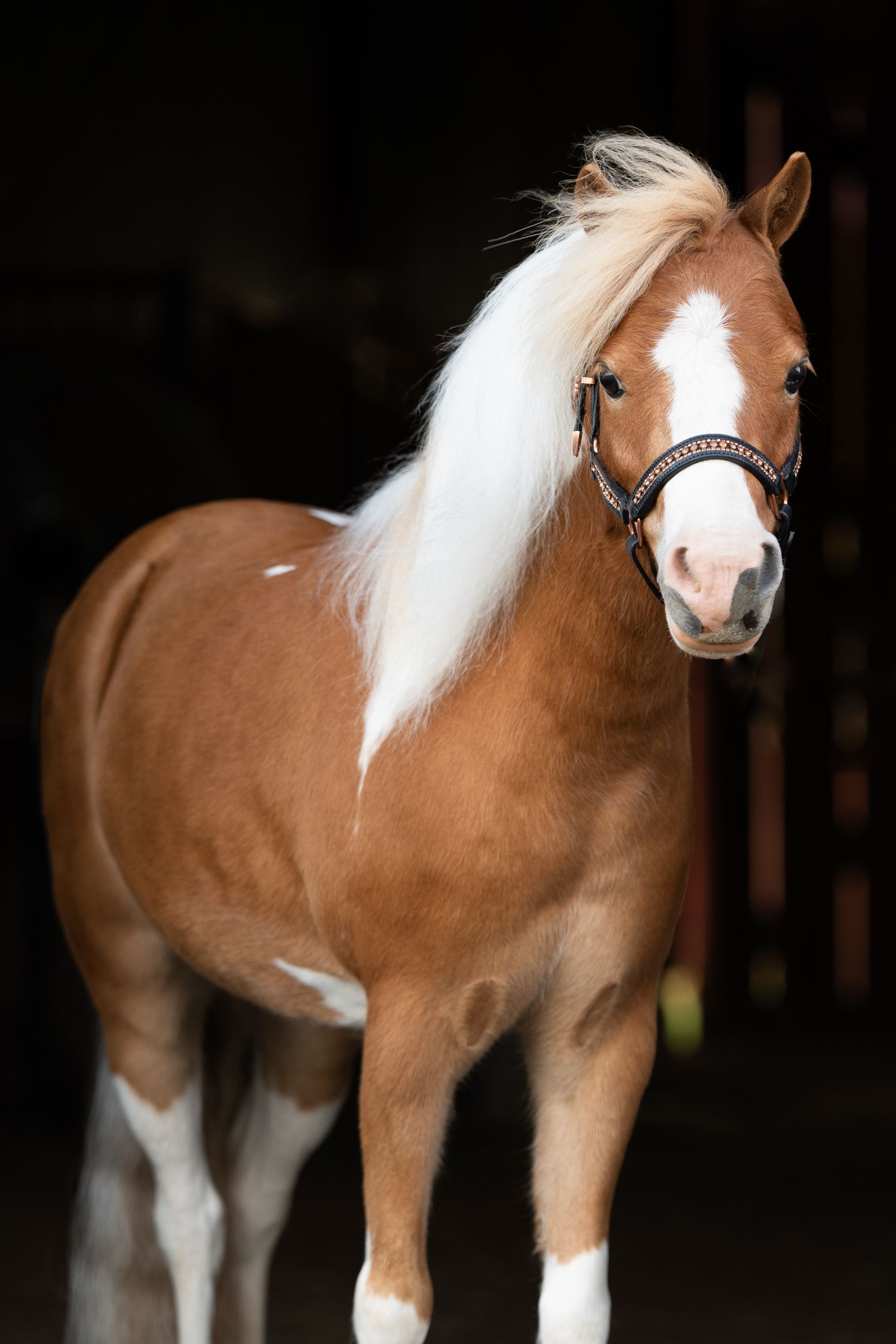 A chestnut pinto pony with a flowing blonde mane stands wearing a decorative bridle against dark background.