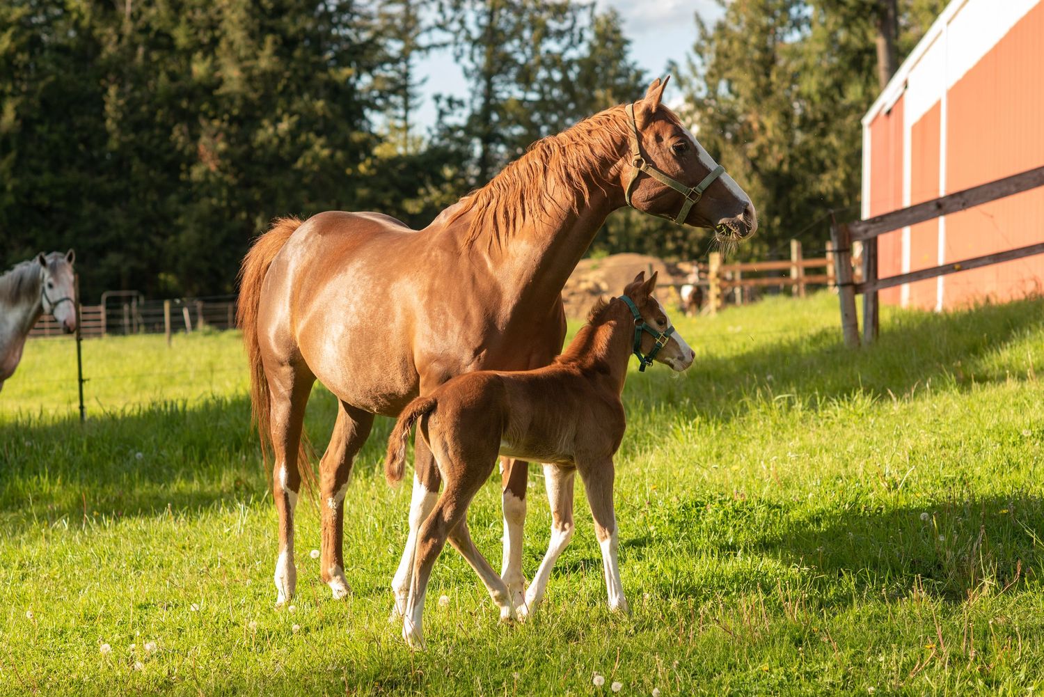 A chestnut mare and her young foal walk together on a lush green pasture near a red barn.