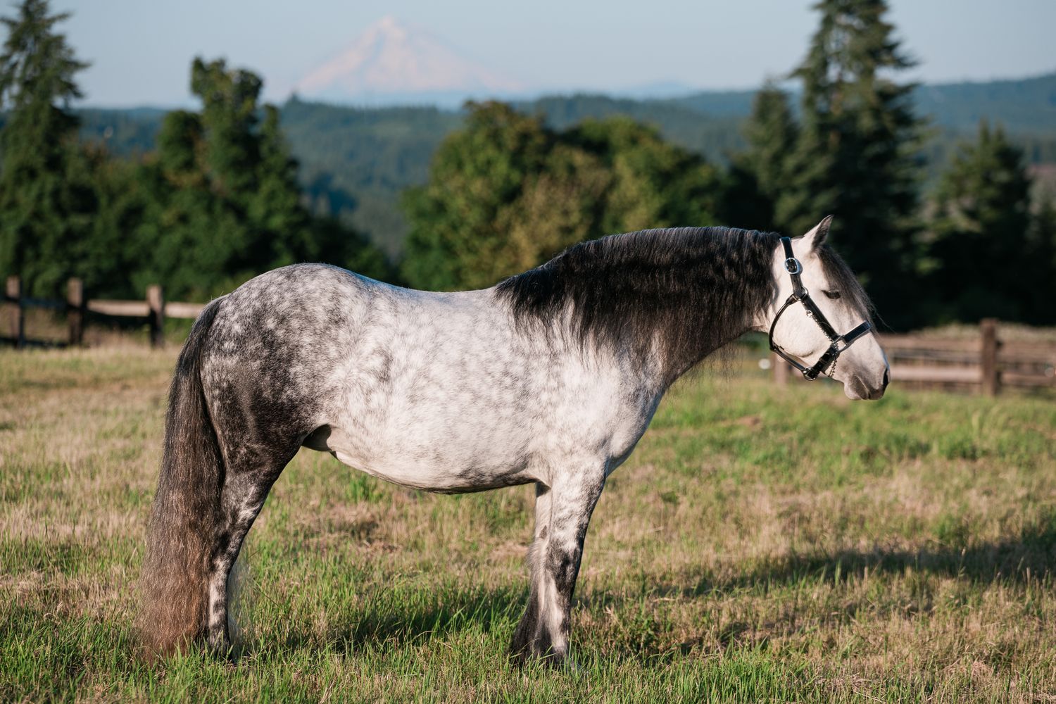 A dapple gray horse stands in profile on green grass with mountain and trees in the background.