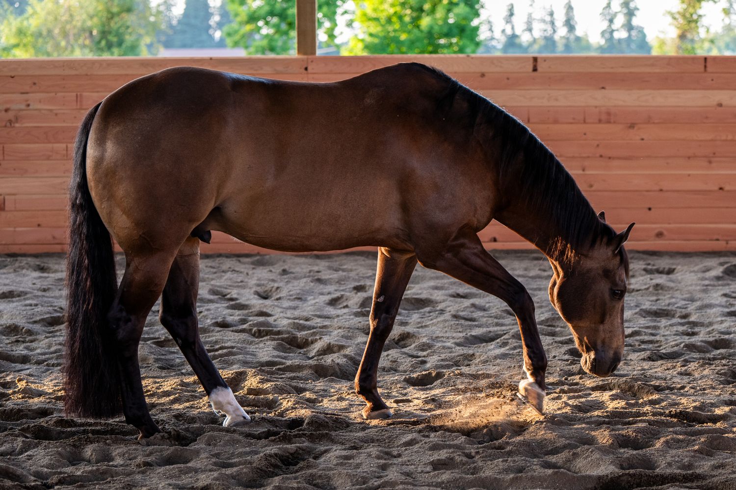 A bay horse grazes with head lowered in a sunlit sandy arena with wooden walls and natural light.