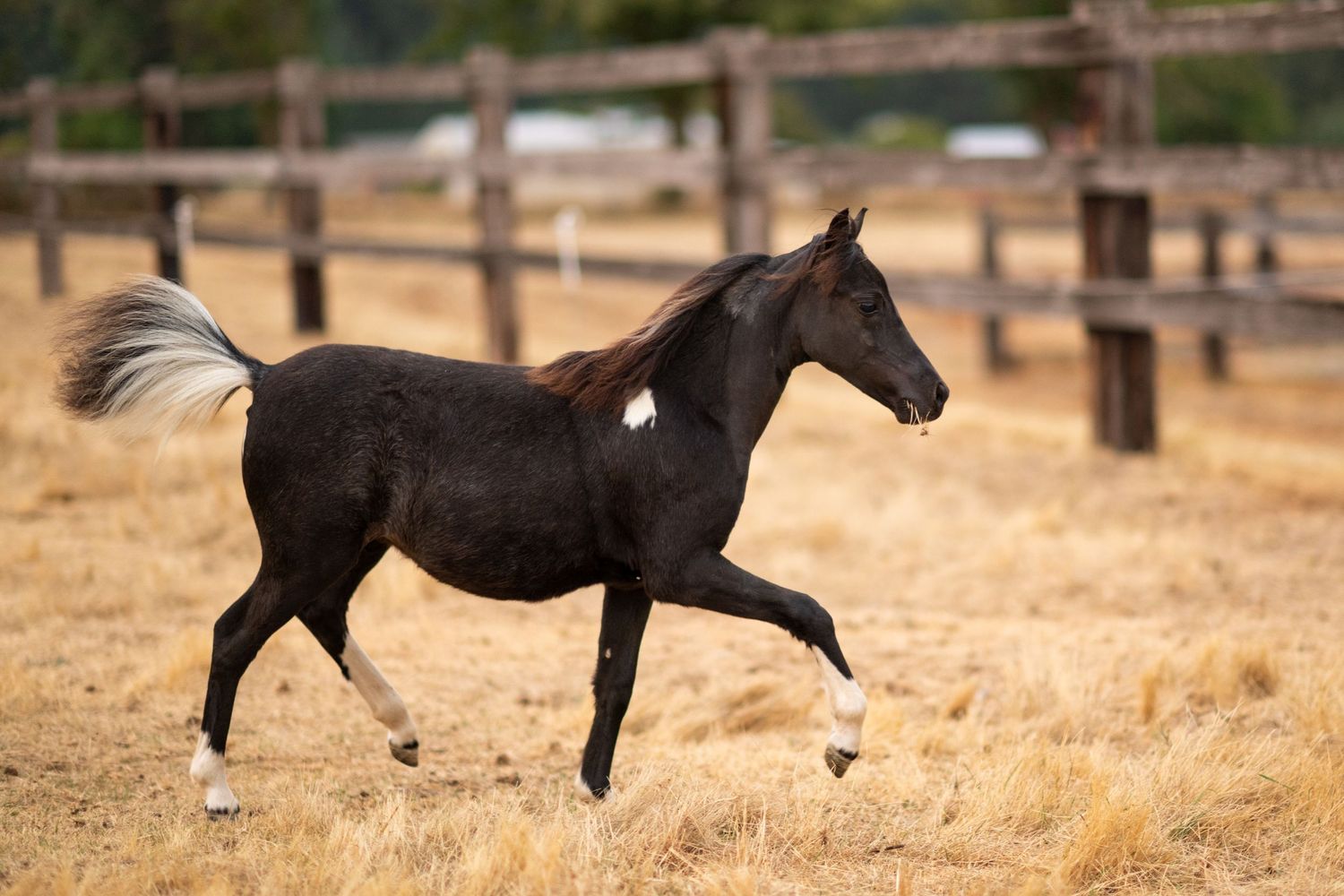 Dark bay foal trotting freely in a dry paddock with wooden fence.