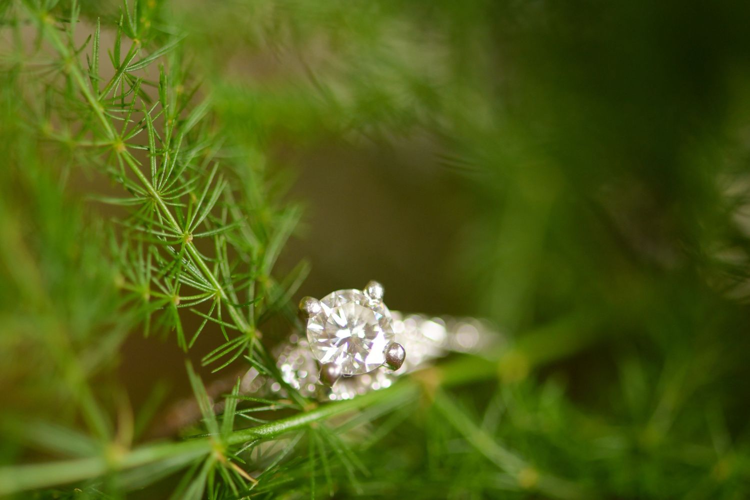 Close-up of delicate white flowers and greenery in soft focus.