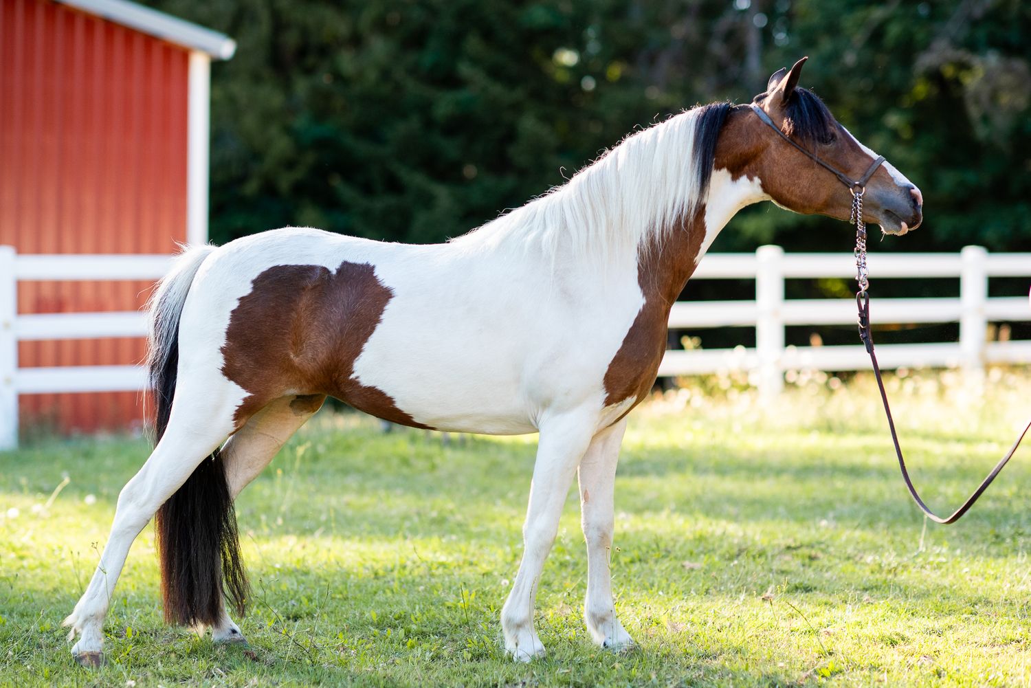 A brown and white paint horse stands on green grass near a white fence and red barn.