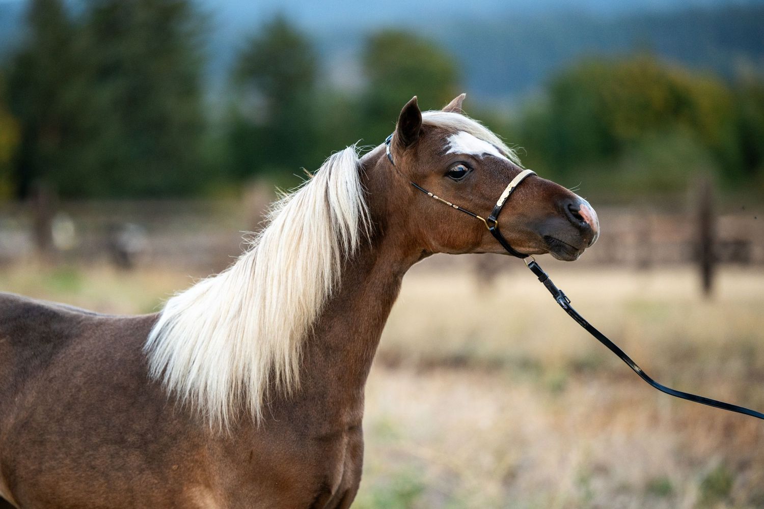 Palomino horse with blonde mane wearing a halter in an autumn field.