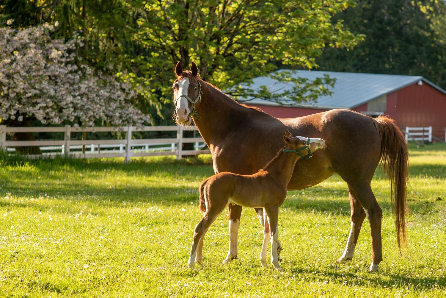A chestnut mare nurses her small foal in a sunny green pasture beside a white fence and red barn.