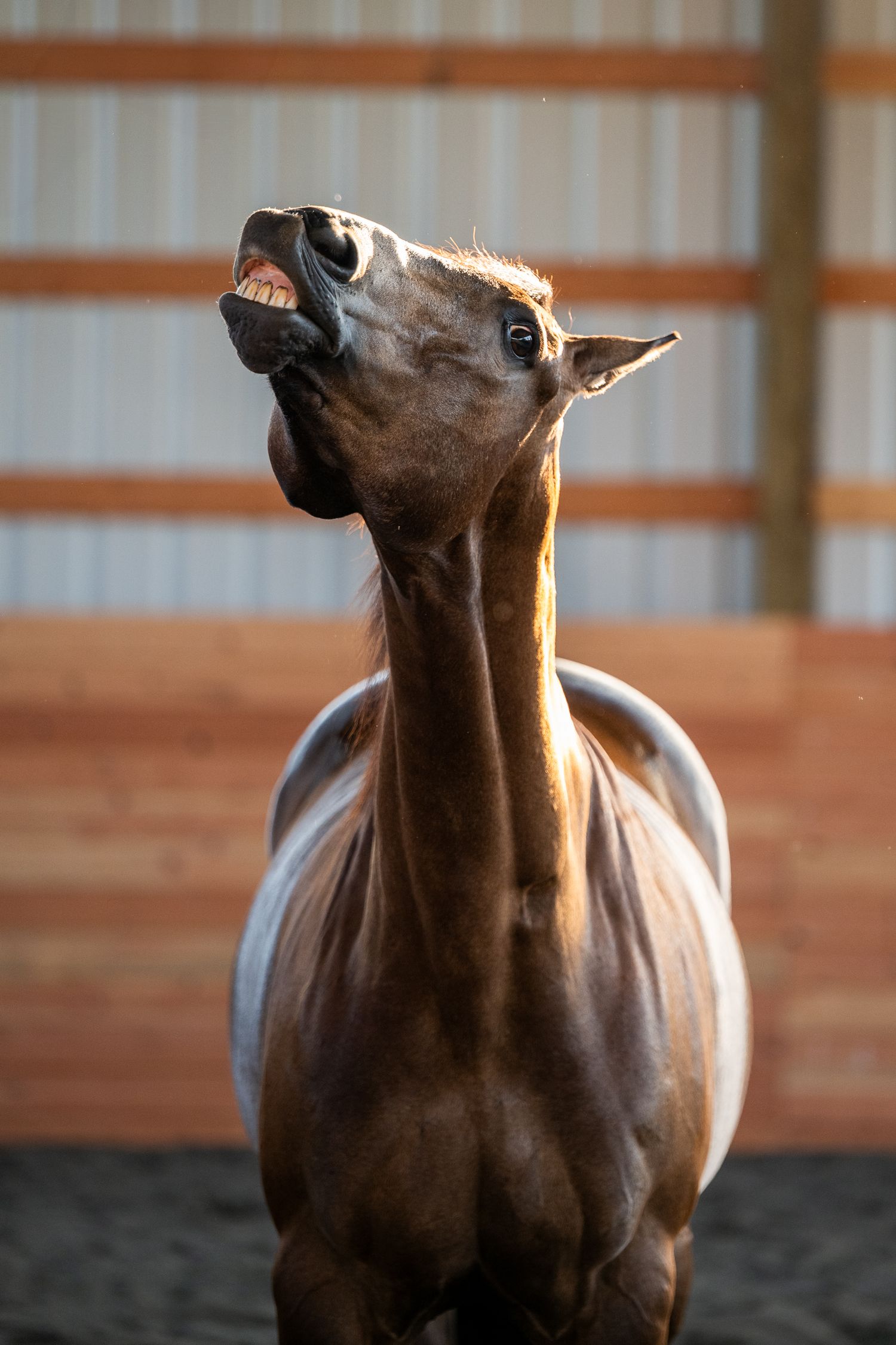 A bay horse throws its head back with mouth open, appearing to laugh inside a sunlit indoor arena.