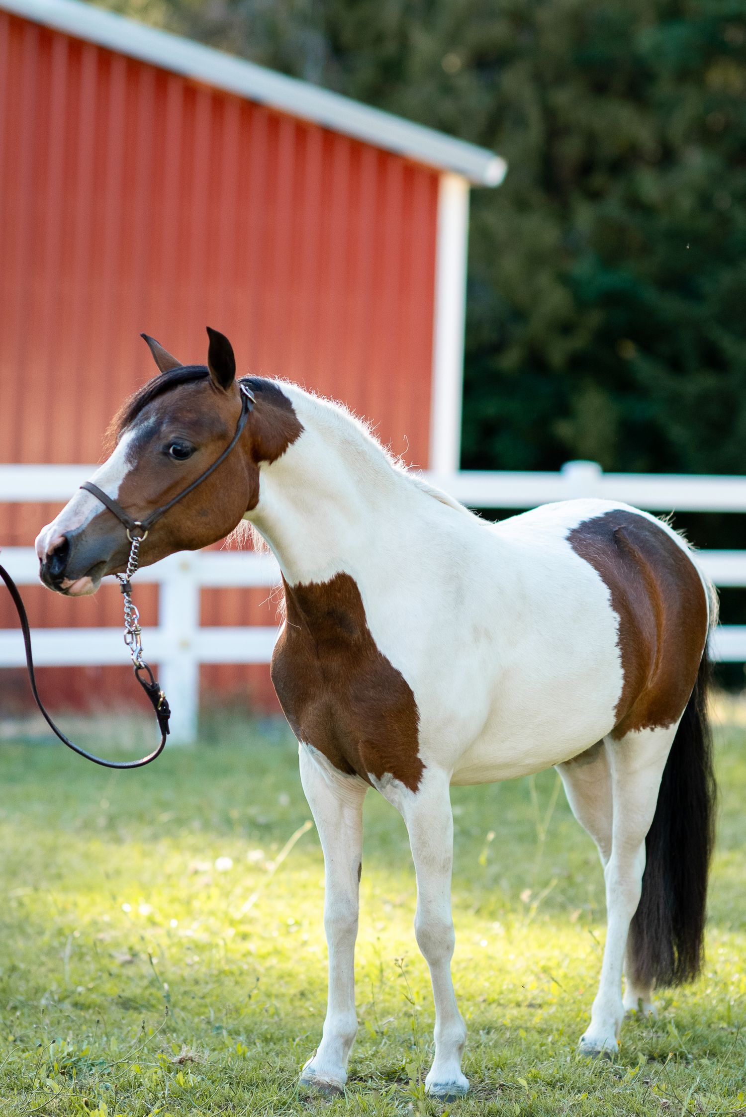 A brown and white paint horse stands calmly on grass with a red barn and white fence behind.