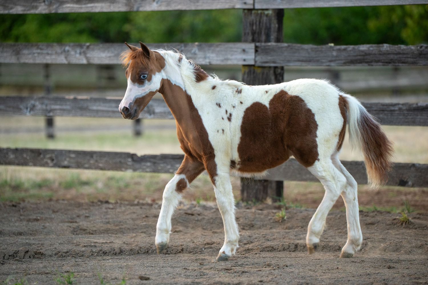 Young brown and white paint foal walking in a dirt paddock with wooden fence.