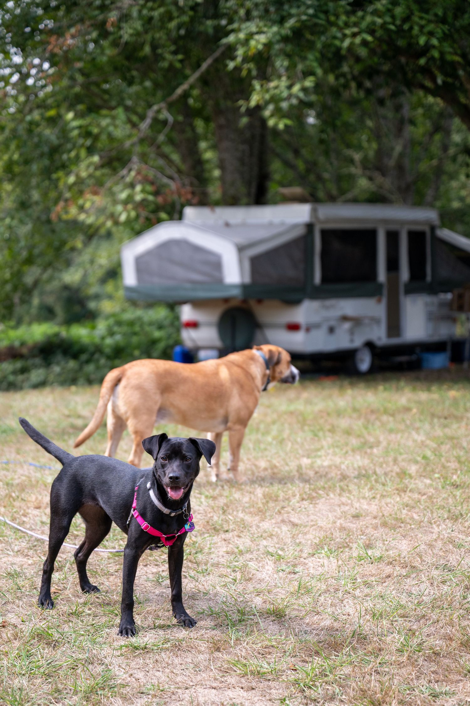 Two happy dogs posing in front of a camping trailer in a grassy field.