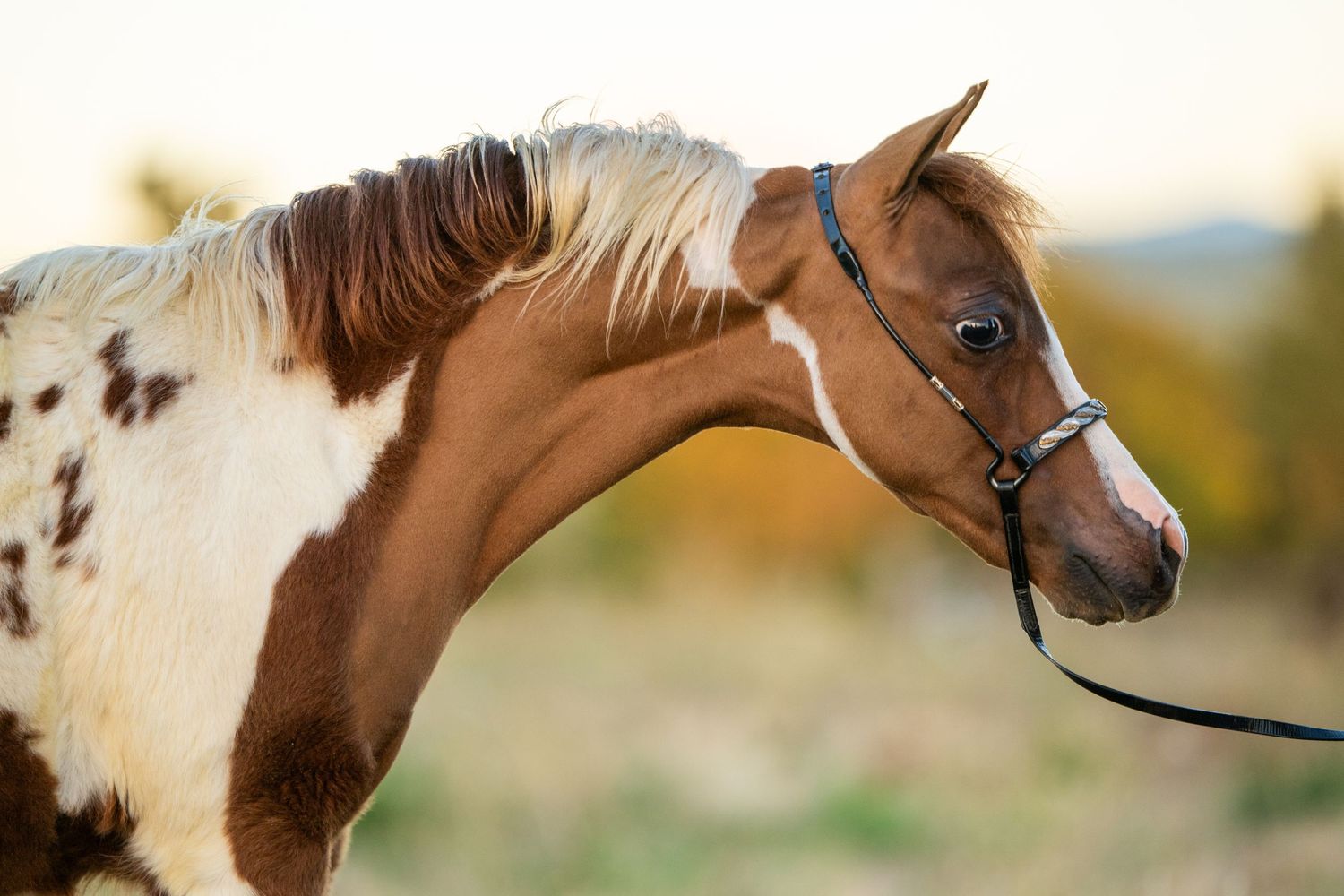Close-up portrait of a chestnut and white paint horse wearing a halter.
