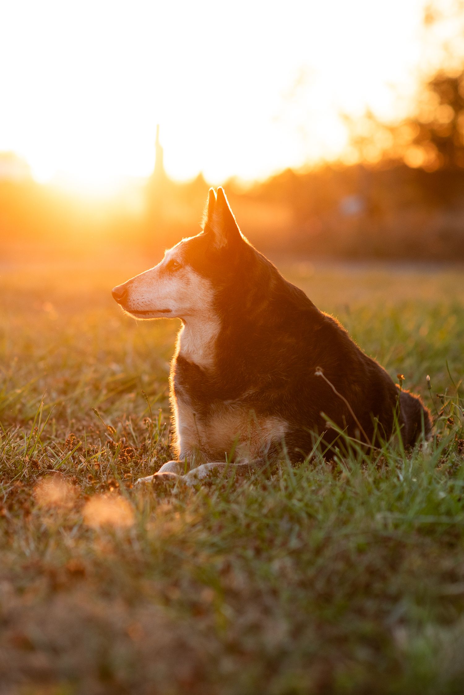 Black and tan senior dog lying in golden grass bathed in bright warm sunset backlight outdoors.
