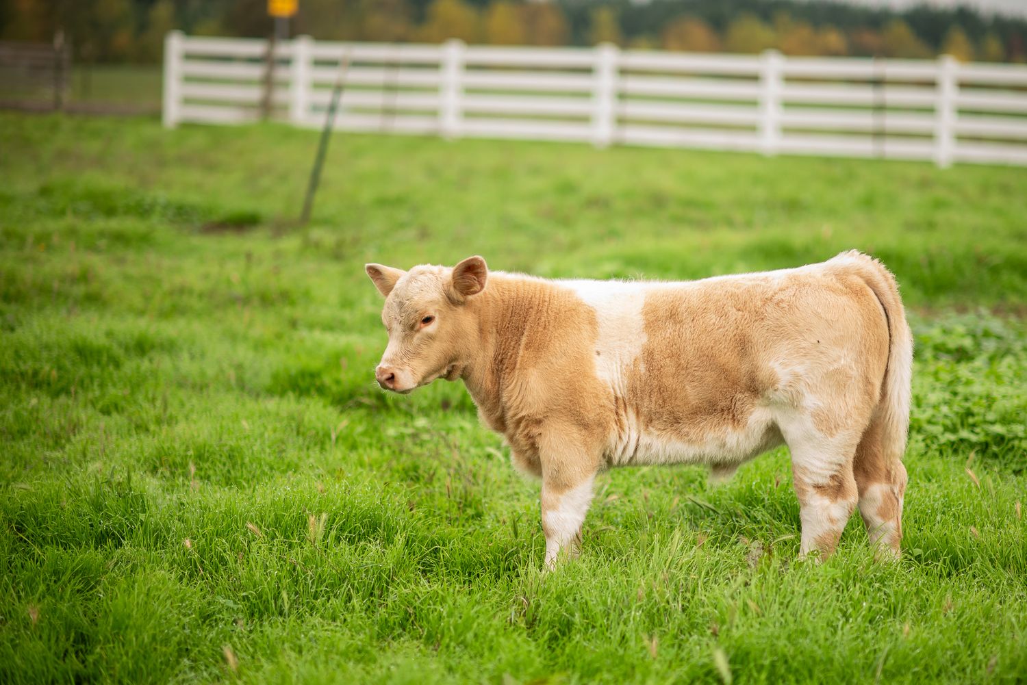A light brown calf stands alone in a lush green pasture with white fencing in the background.