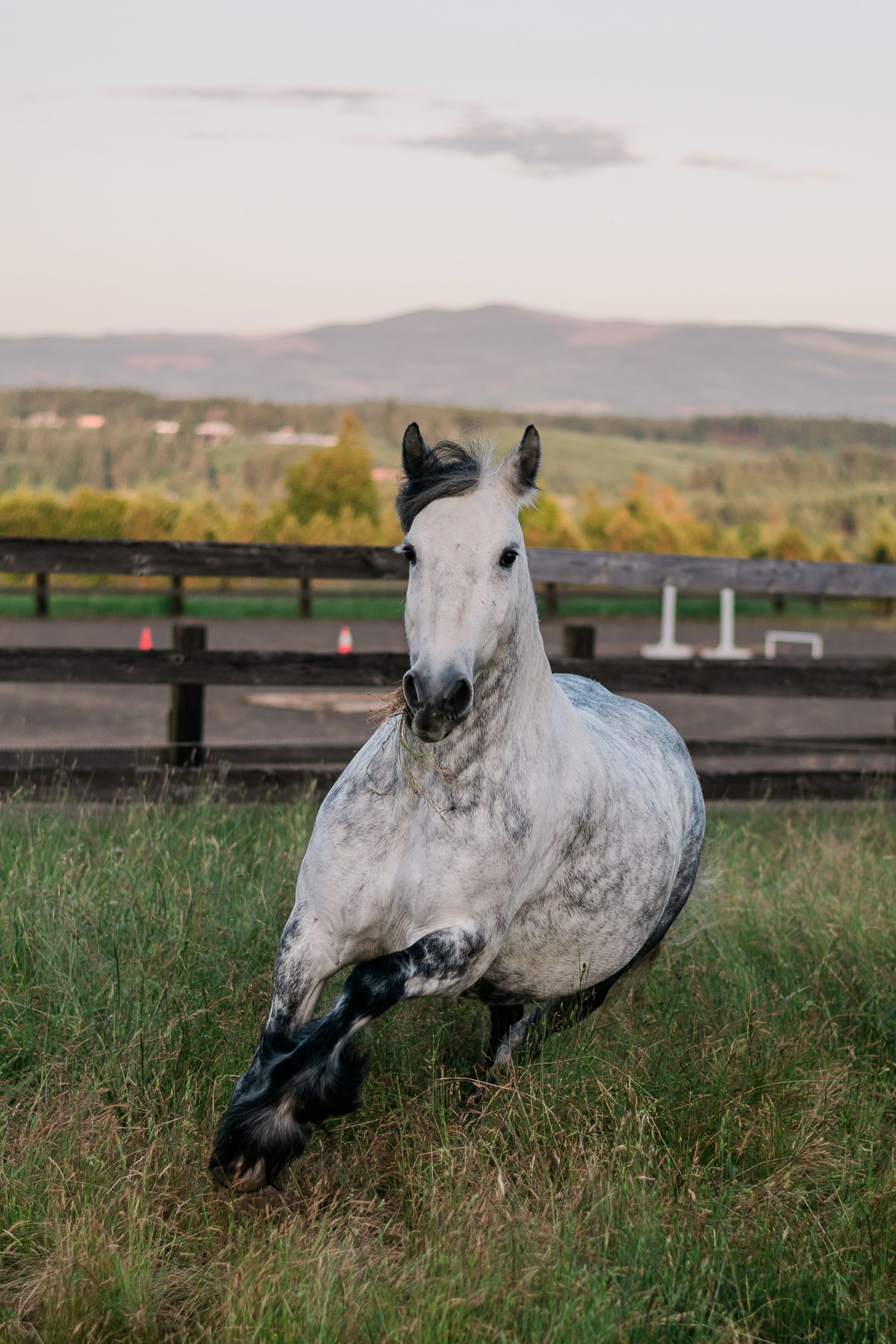 A dapple gray horse canters toward the camera in a green paddock at dusk with mountain backdrop.
