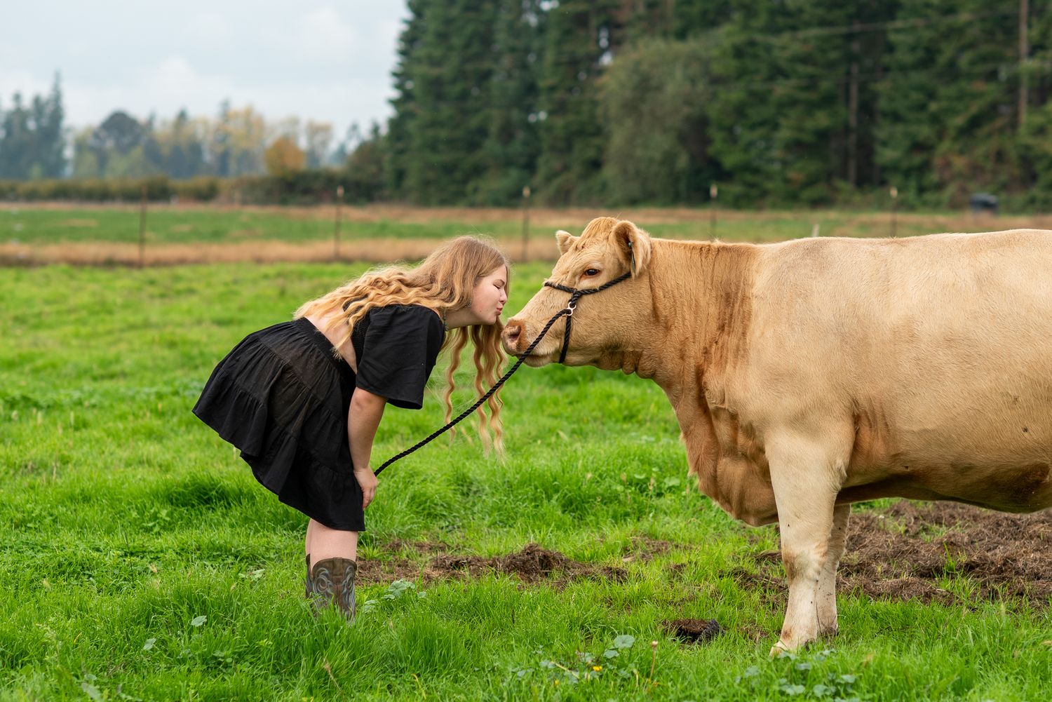 A person in a black dress leans down to pet a light brown cow in a green pasture.