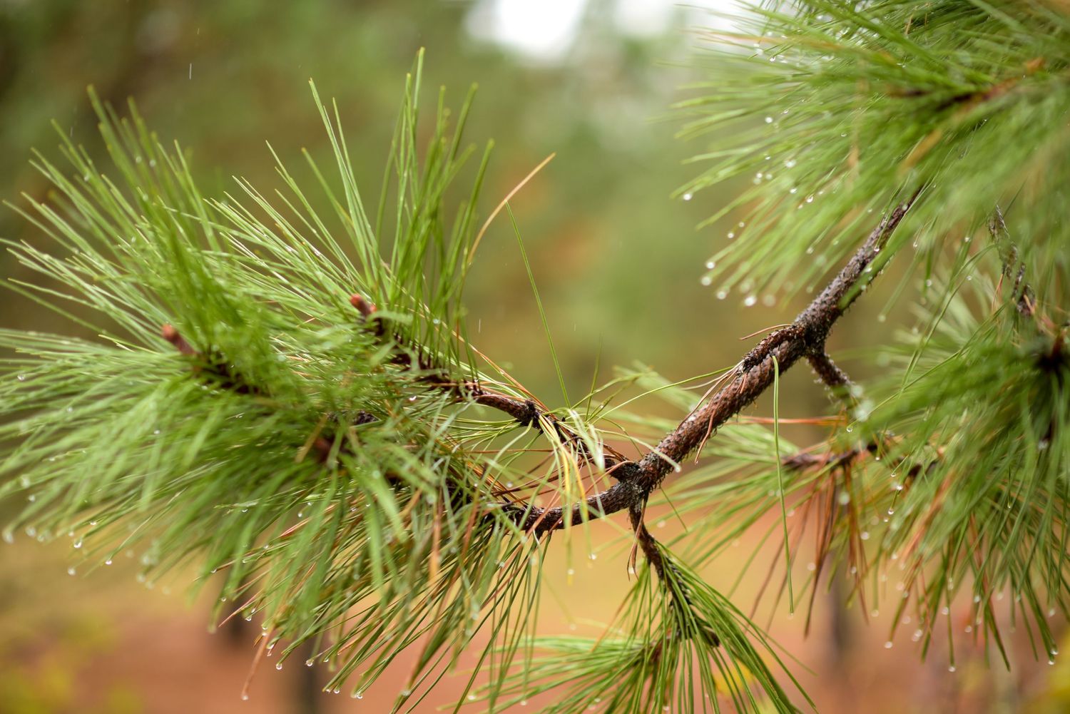 Close-up of pine needles and branches in soft focus.