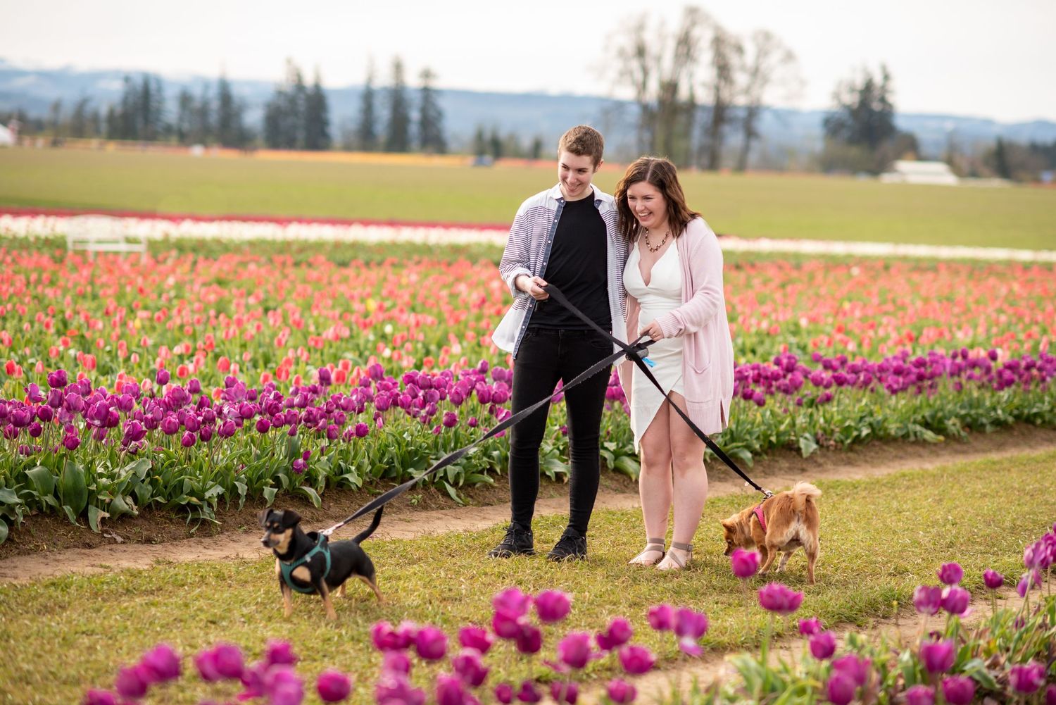 A couple walks their dogs through vibrant pink and purple tulip fields.