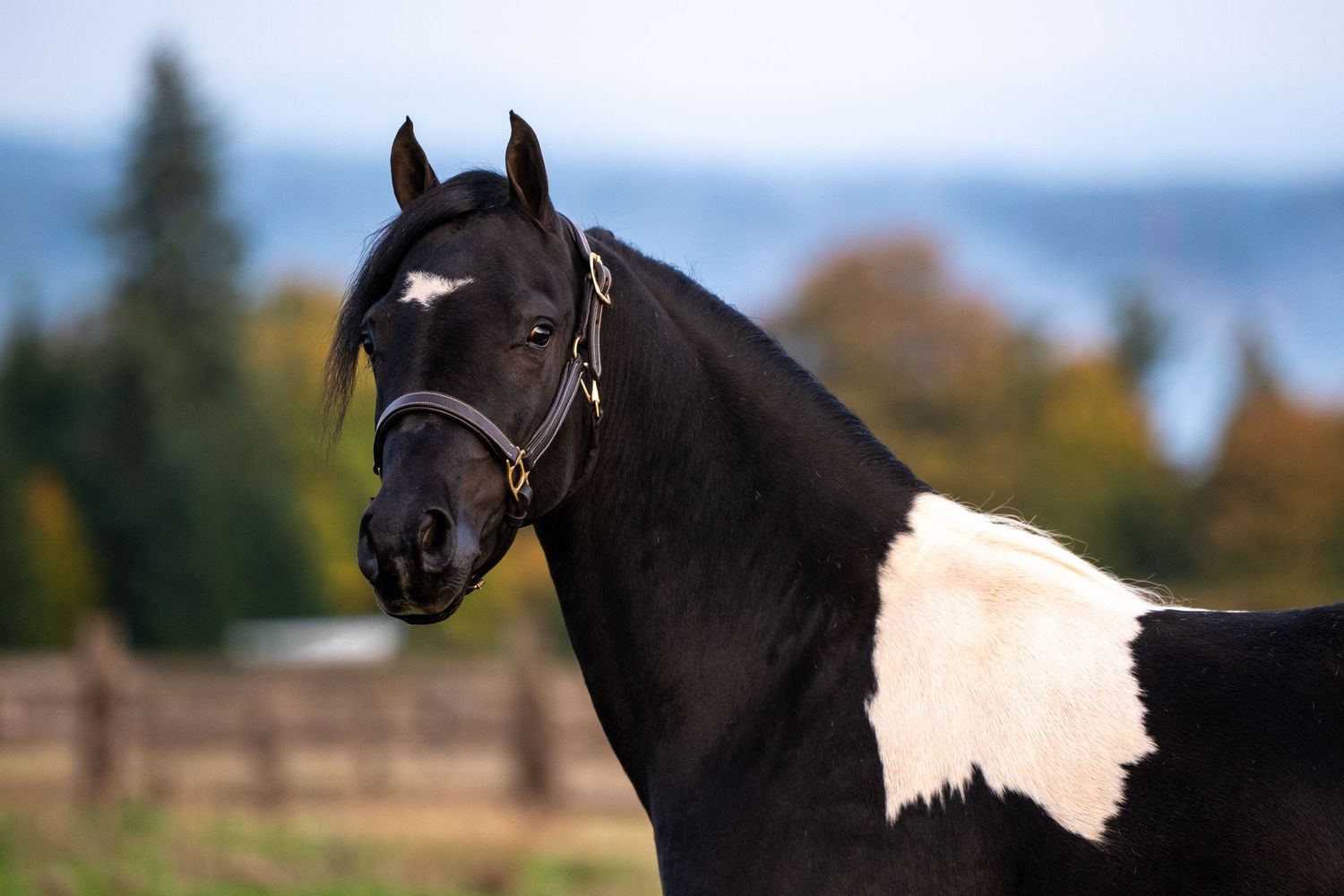 Black and white paint horse portrait wearing a halter outdoors.