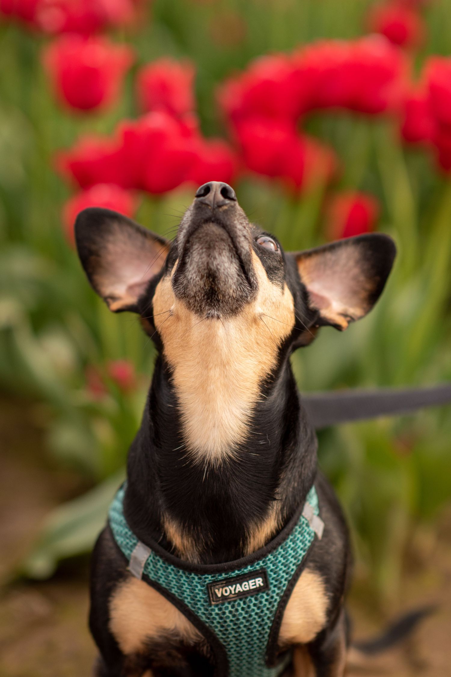 Close up of small dog wearing teal harness among red tulips.