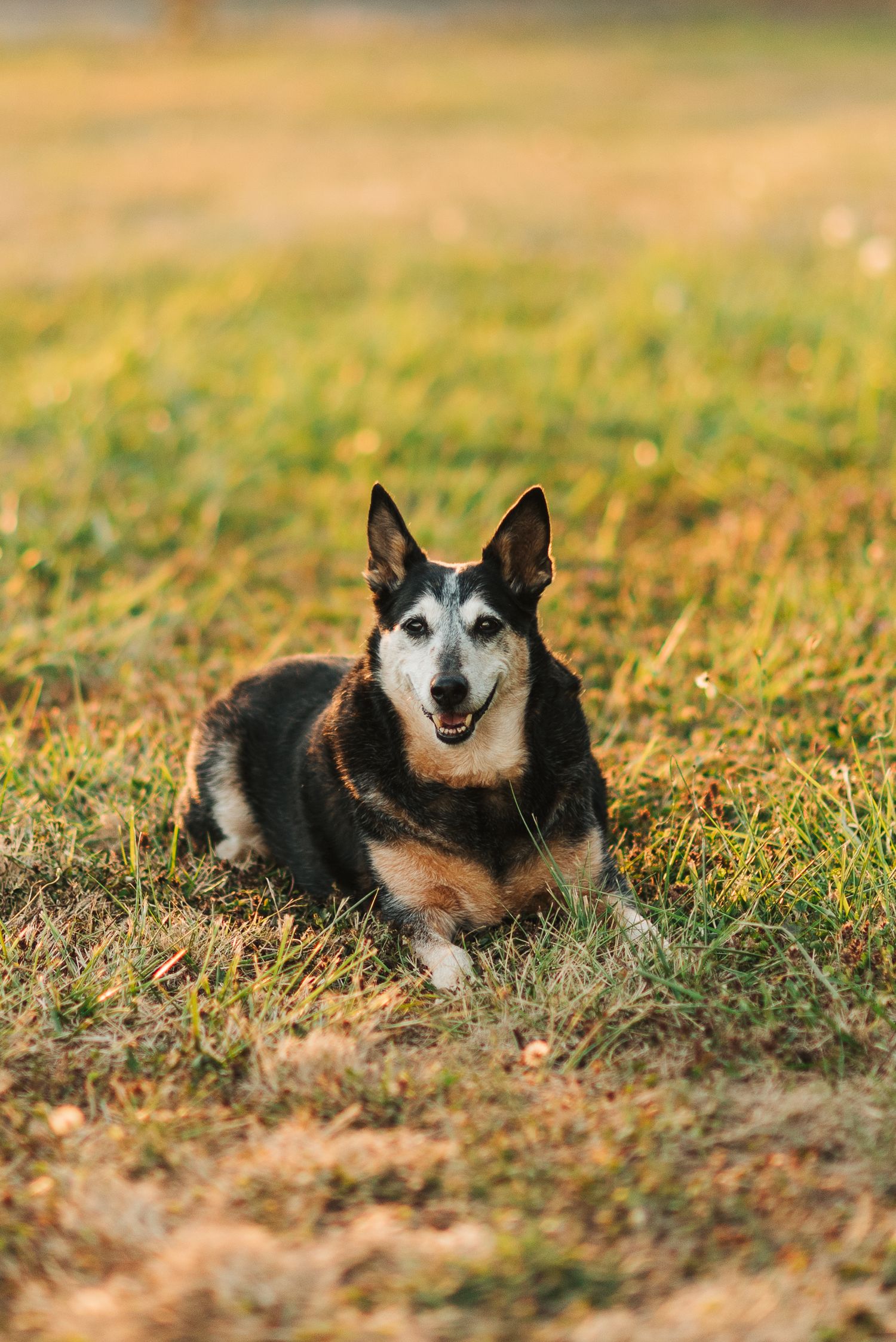 Senior black and tan dog with graying muzzle lying on autumn grass in warm golden sunlight.
