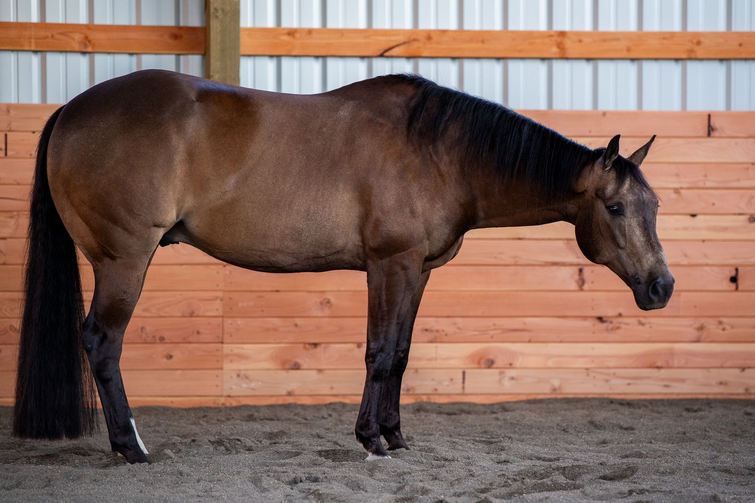 A sleek bay horse stands quietly in profile inside a wooden-walled sandy indoor riding arena.