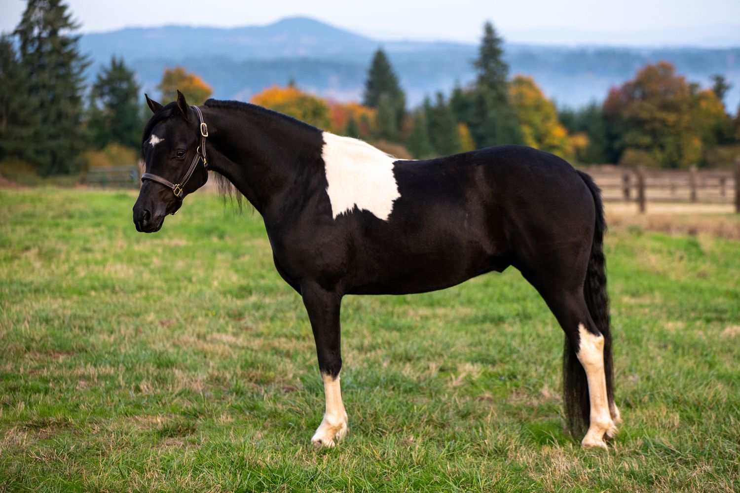 Black and white paint horse standing on green grass with mountain backdrop.
