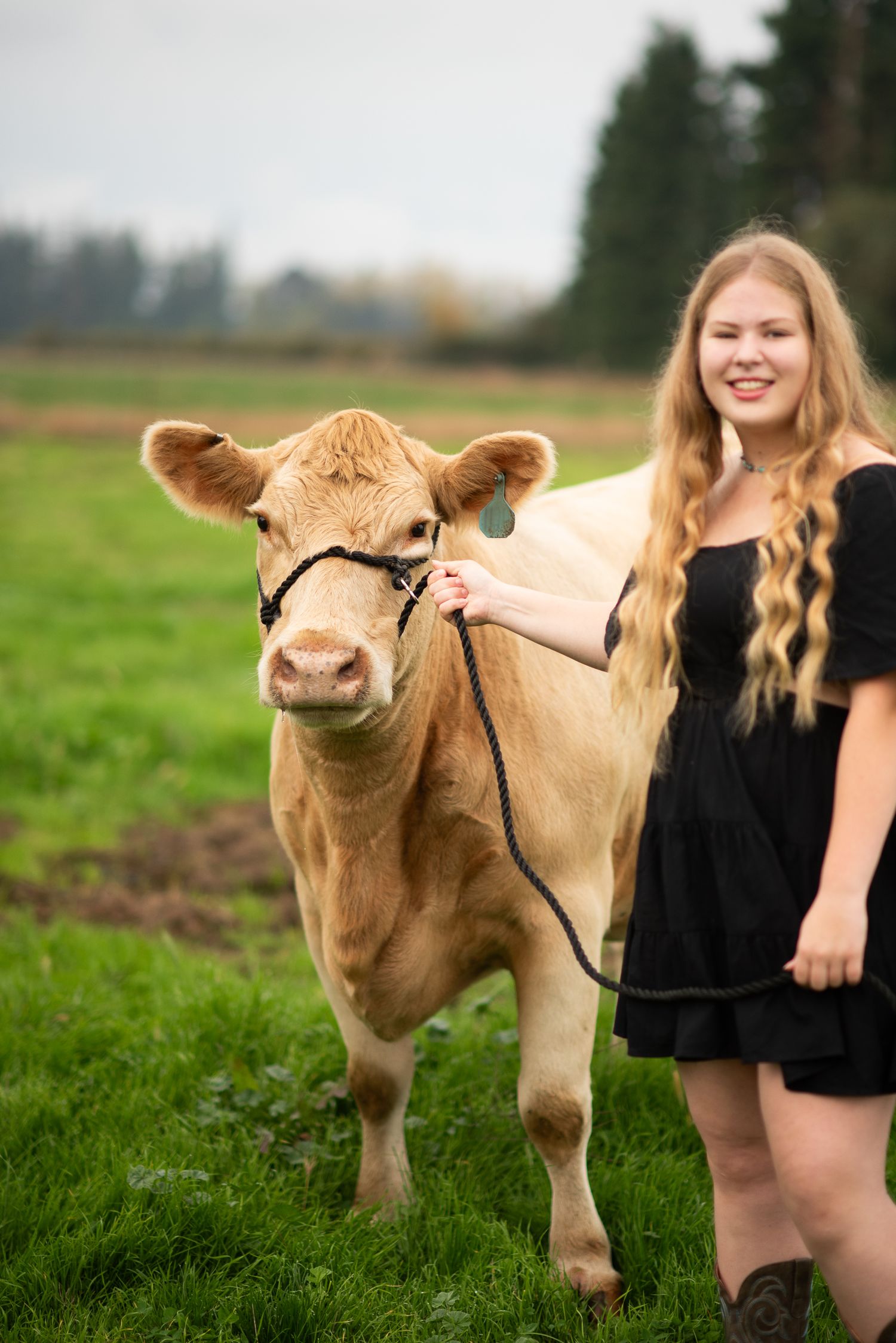 A light brown cow stands in a grassy field next to someone wearing a black dress and cowboy boots.