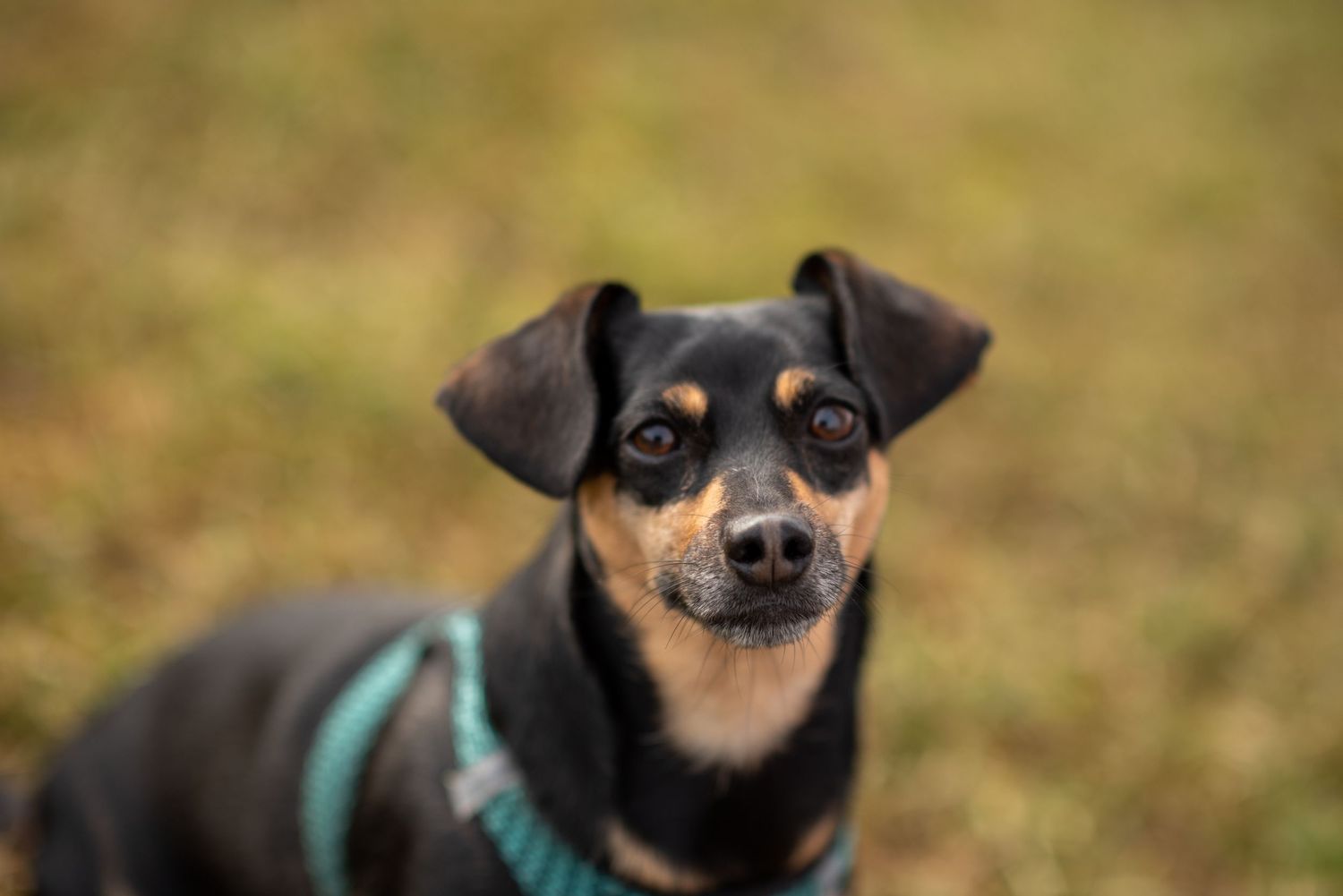 Close up portrait of a small black and tan dog looking at the camera.