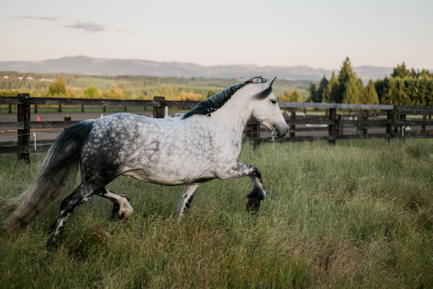 A dapple gray horse gallops energetically through a grassy field with mountains visible in background.