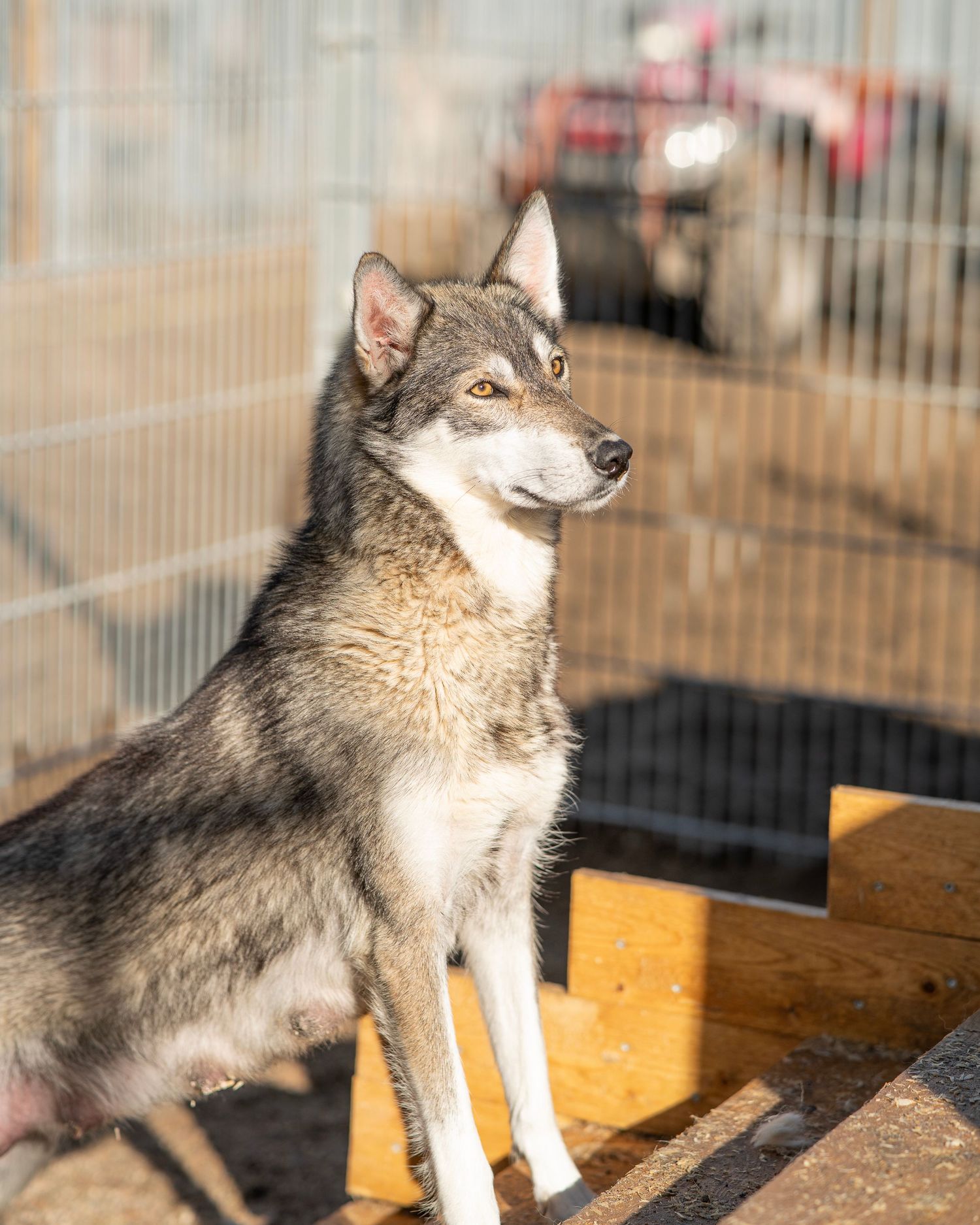 A wolf-like dog sits alertly in an outdoor enclosure, showcasing its gray and white fur in warm sunlight.