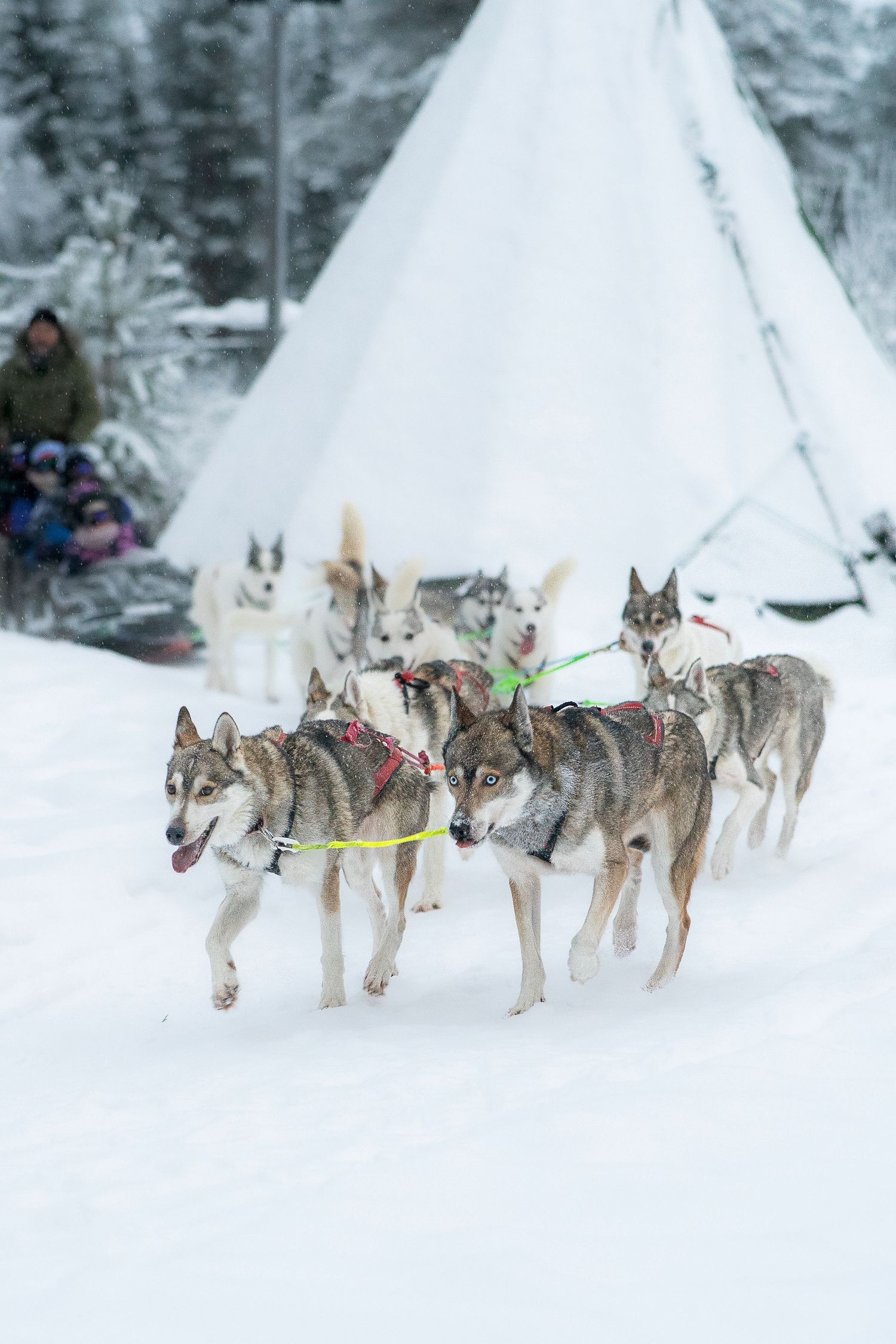 A team of huskies in harnesses pulling a sled through snow with a white teepee in the background.